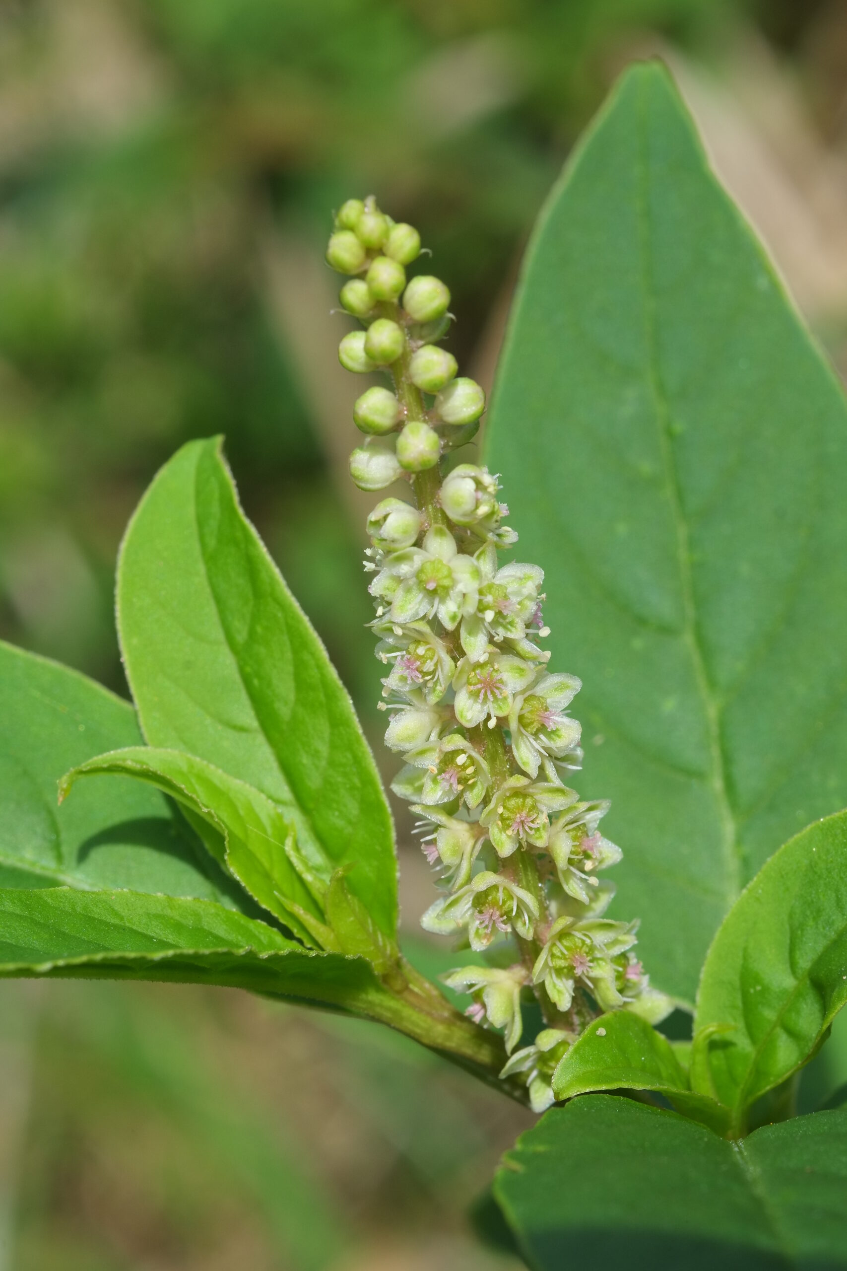 Inkweed (Phytolacca octandra) raceme with fresh white flowers emerging