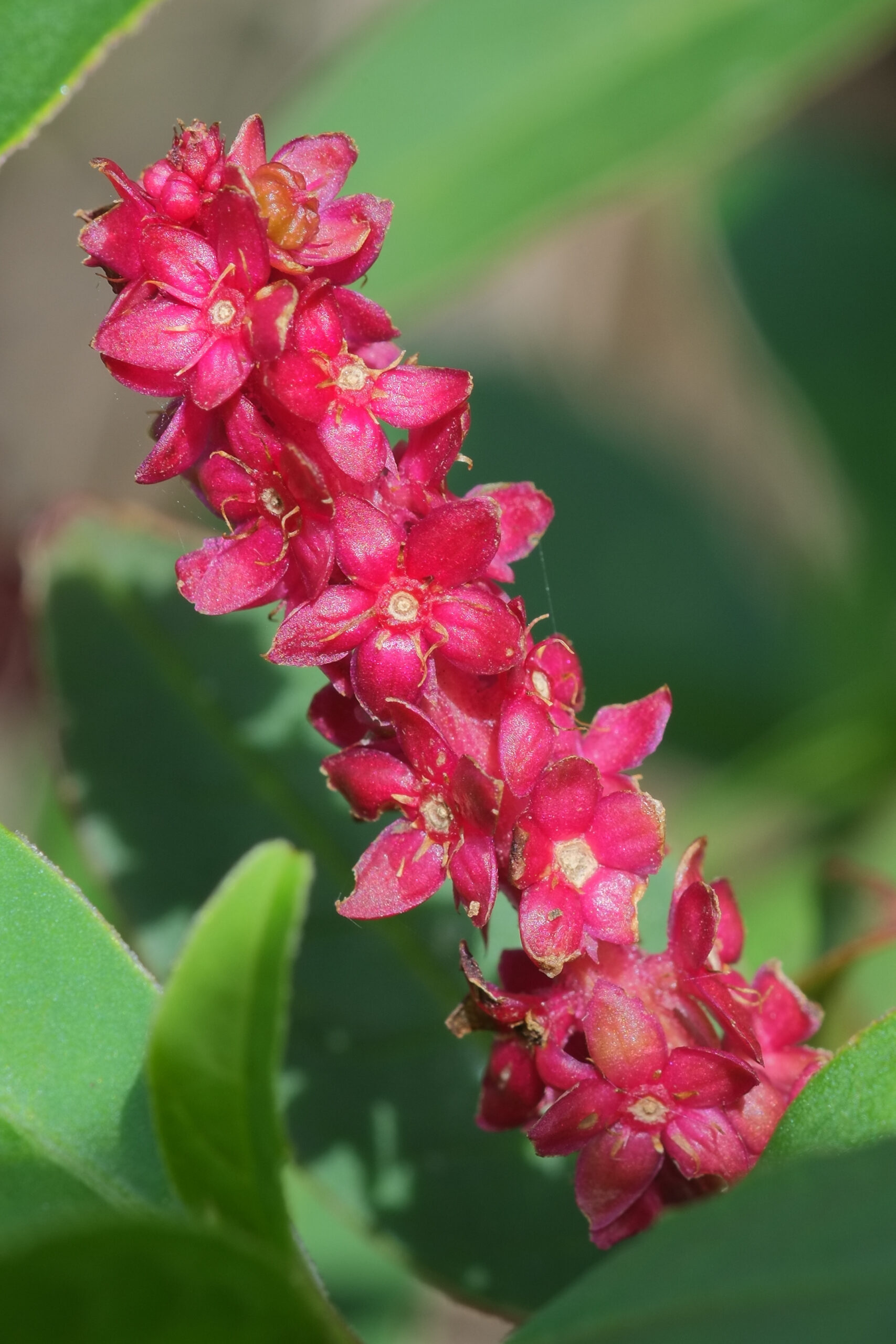 Inkweed (Phytolacca octandra) raceme with mature crimson flowers