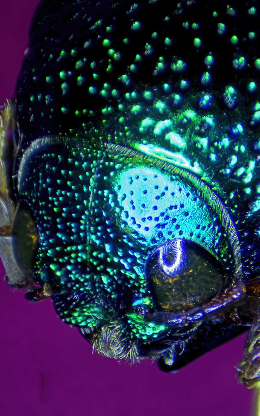 Insetti 00060 Buprestidae - Sternocera aequisignata mini