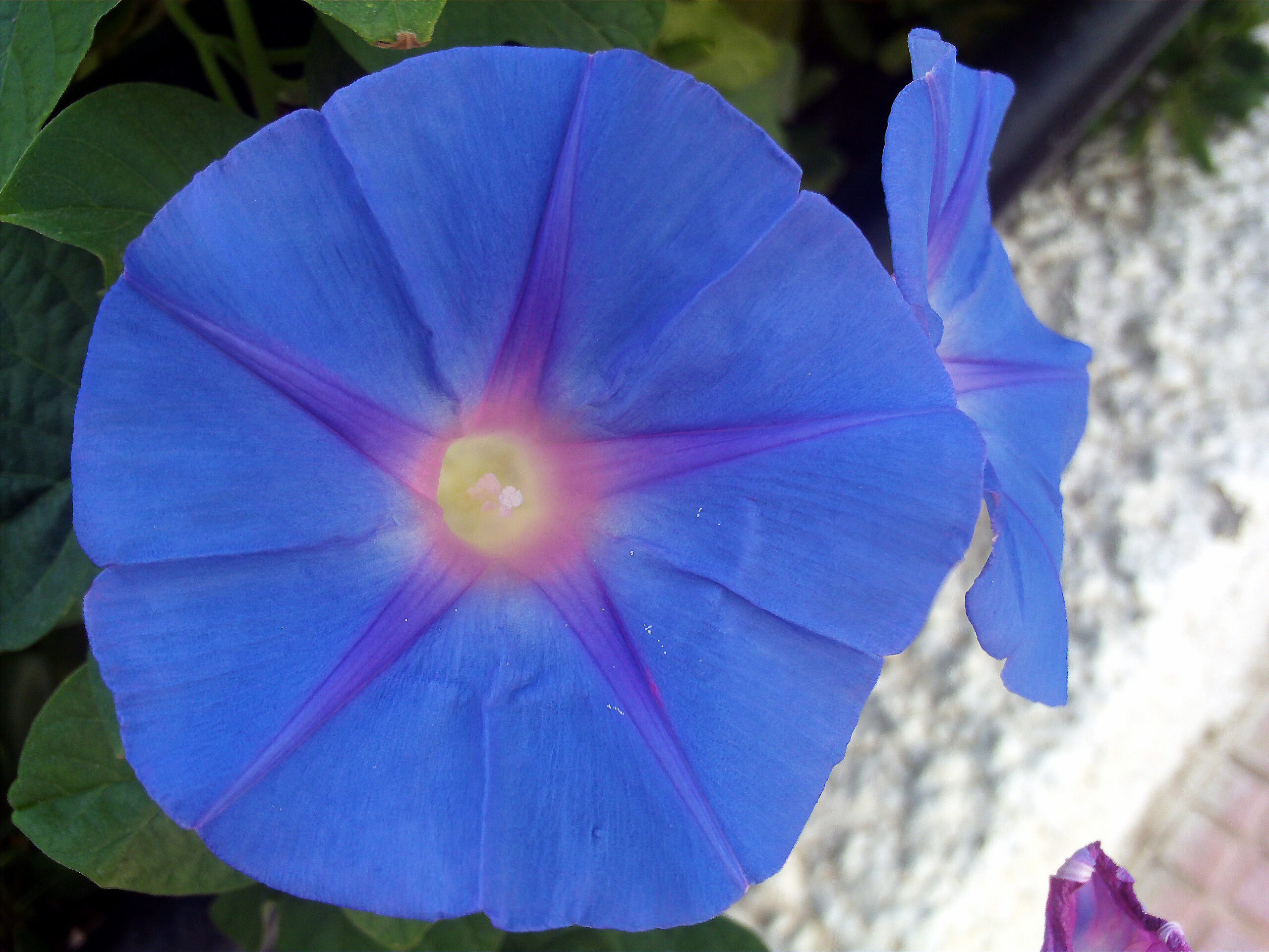 Ipomoea indica Flower Closeup TorreLaMata