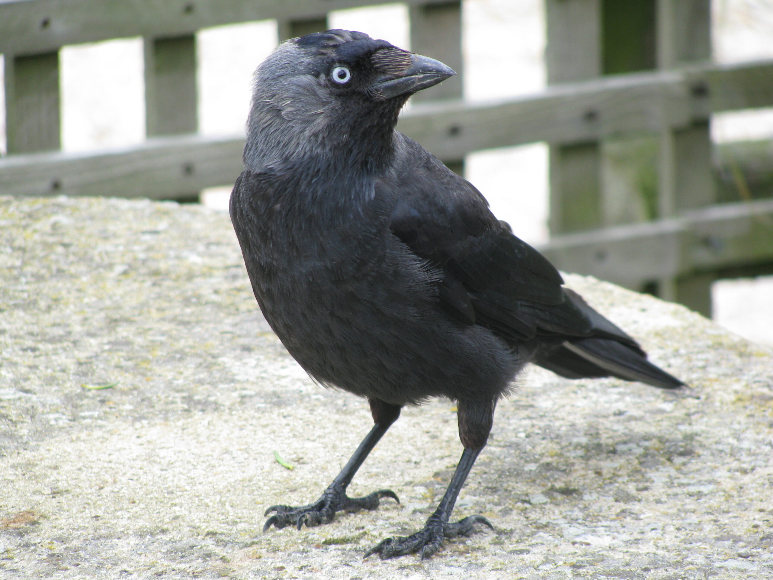 Jackdaw 2008-07-14 15-30