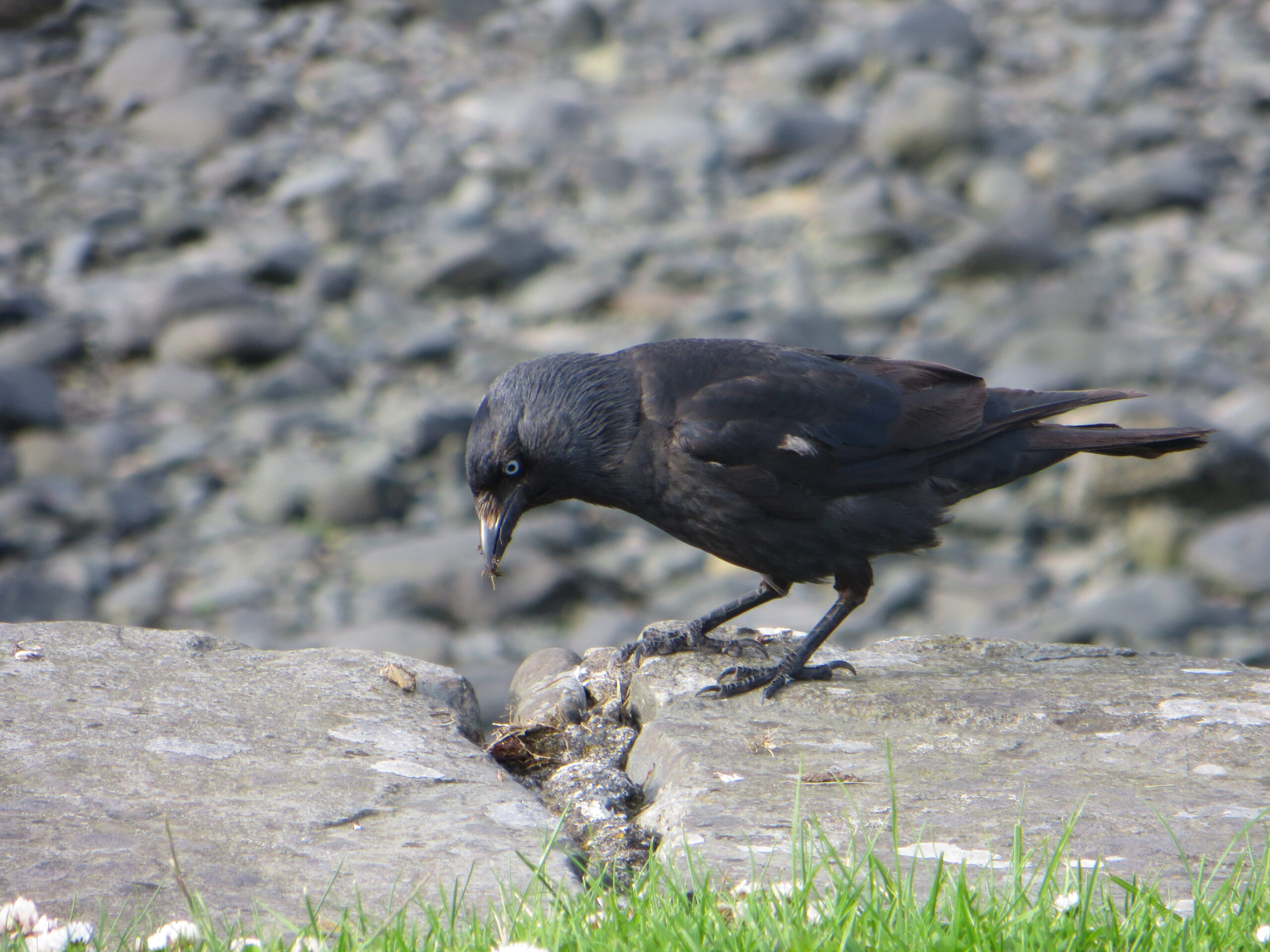 Jackdaw Looking Down