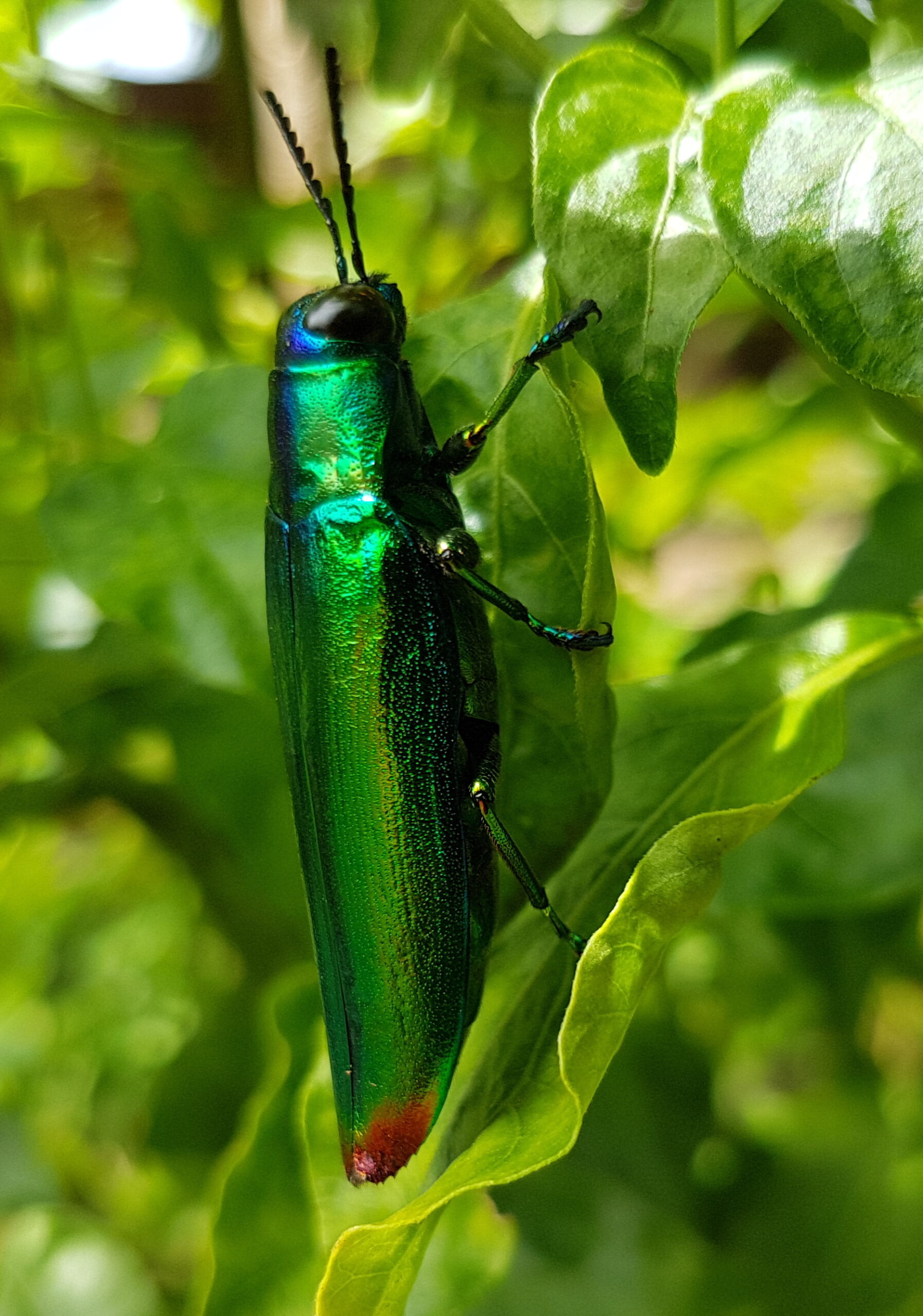 Jewel beetle (Chrysochroa fulminans), Mindanao, Philippines 02