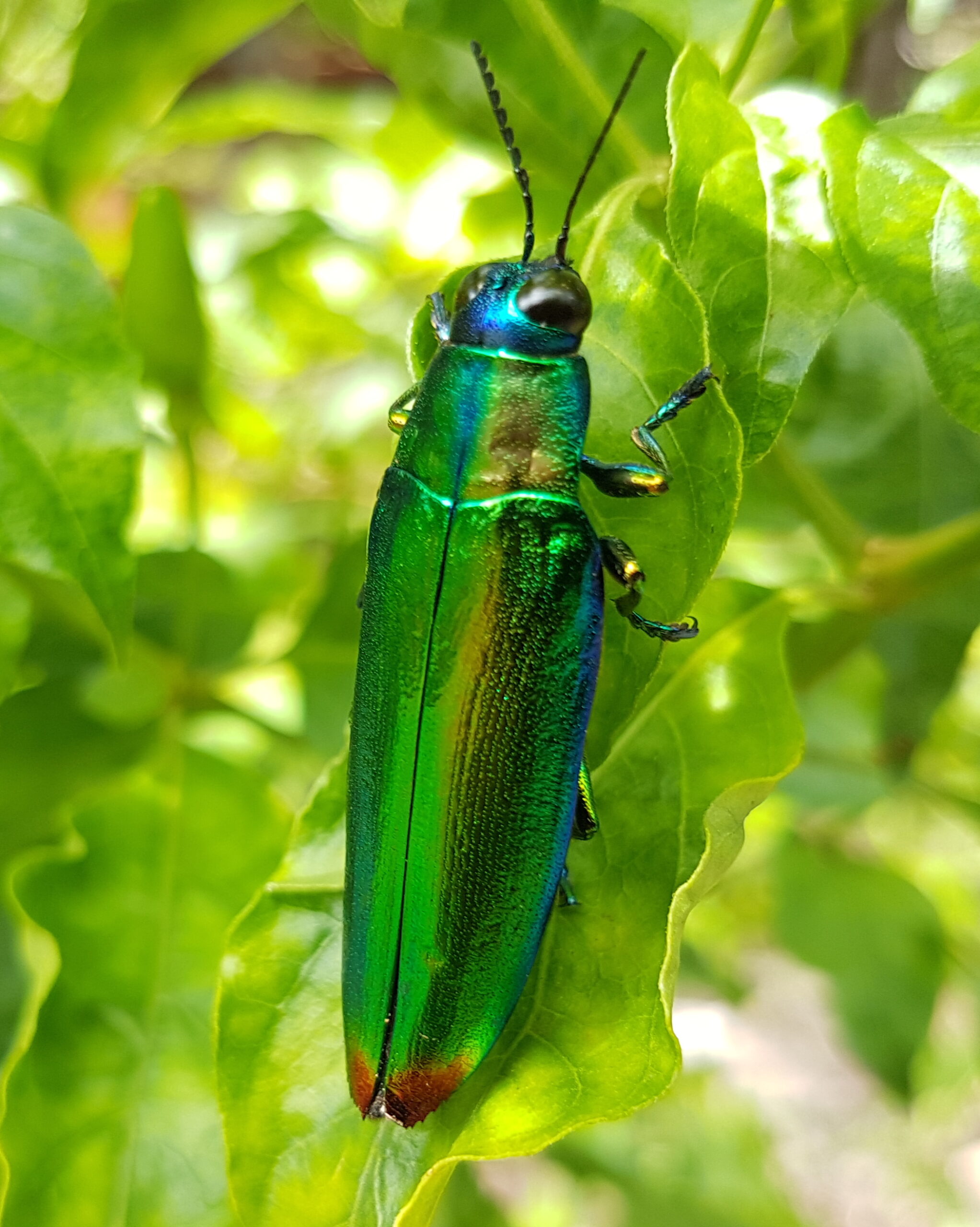 Jewel beetle (Chrysochroa fulminans), Mindanao, Philippines 03