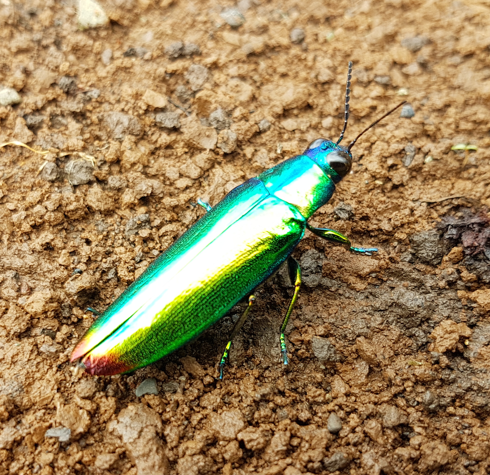Jewel beetle (Chrysochroa fulminans), Mindanao, Philippines 04
