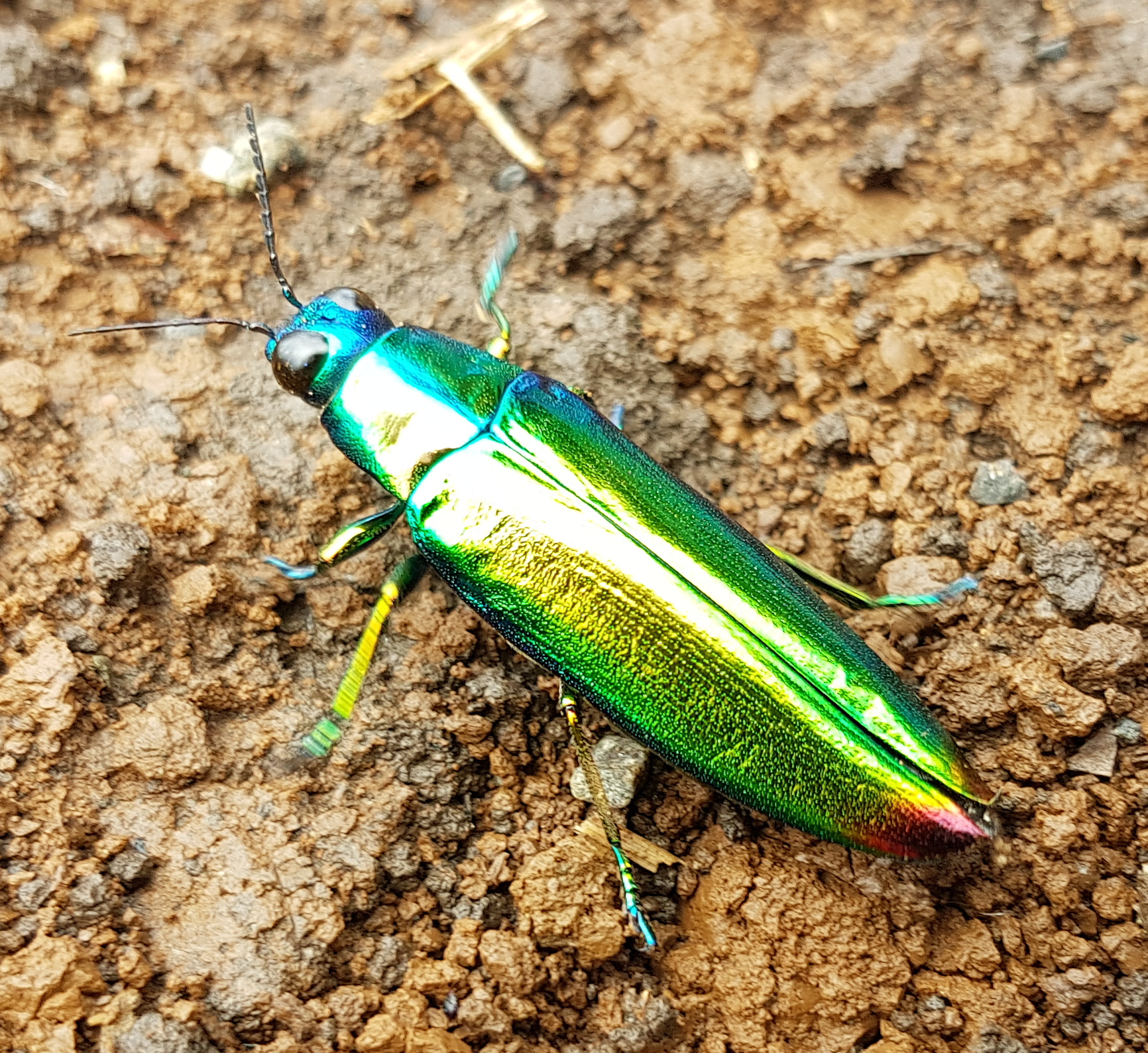 Jewel beetle (Chrysochroa fulminans), Mindanao, Philippines 05