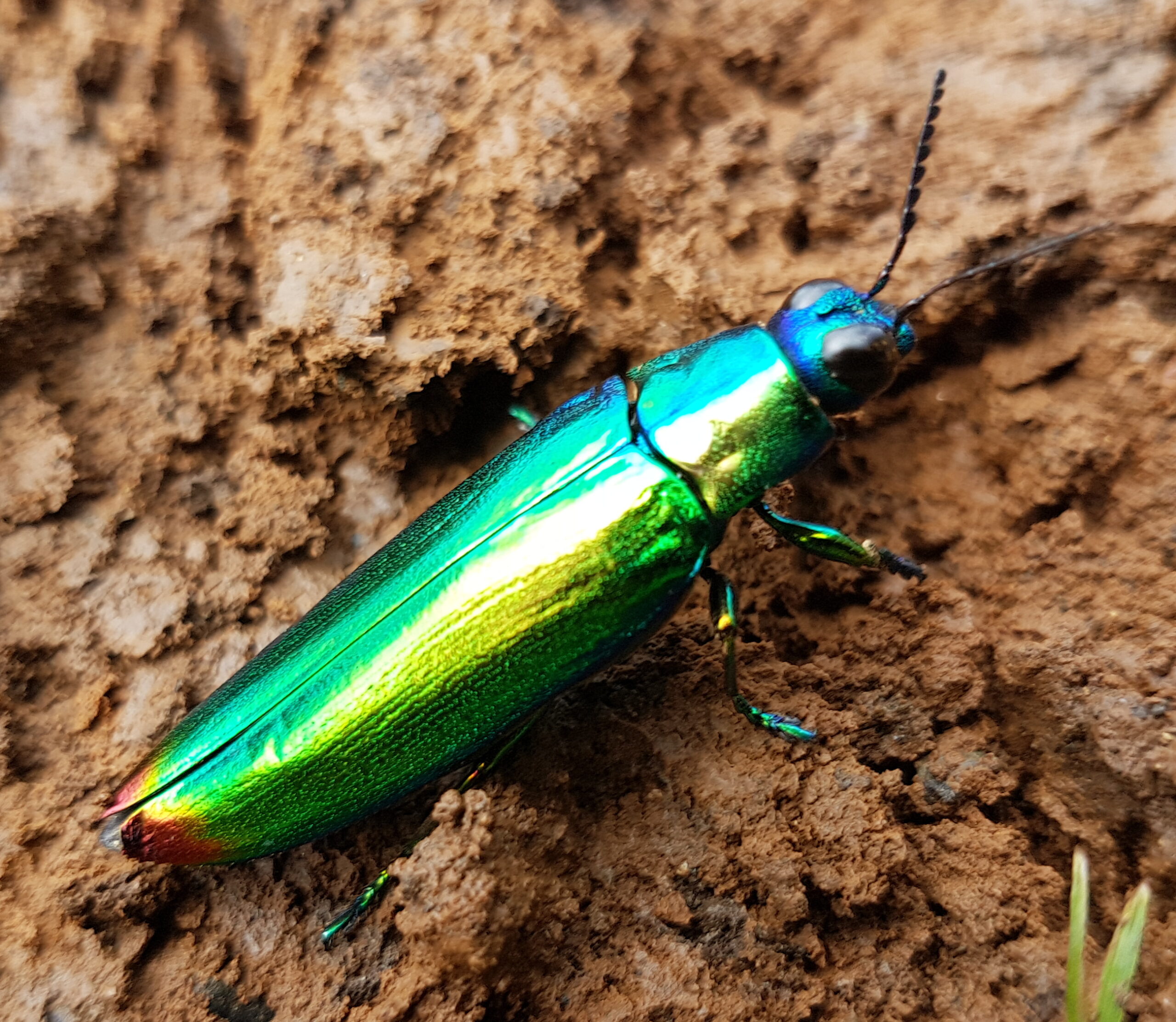 Jewel beetle (Chrysochroa fulminans), Mindanao, Philippines 06
