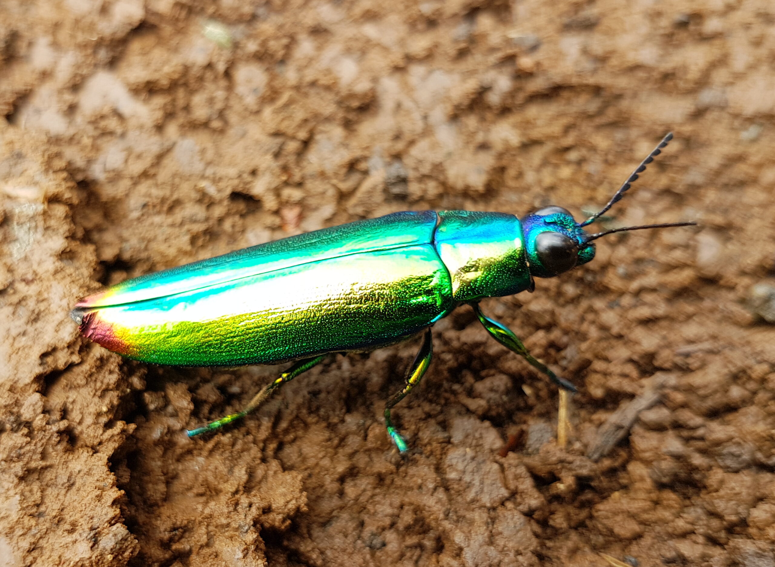 Jewel beetle (Chrysochroa fulminans), Mindanao, Philippines 07