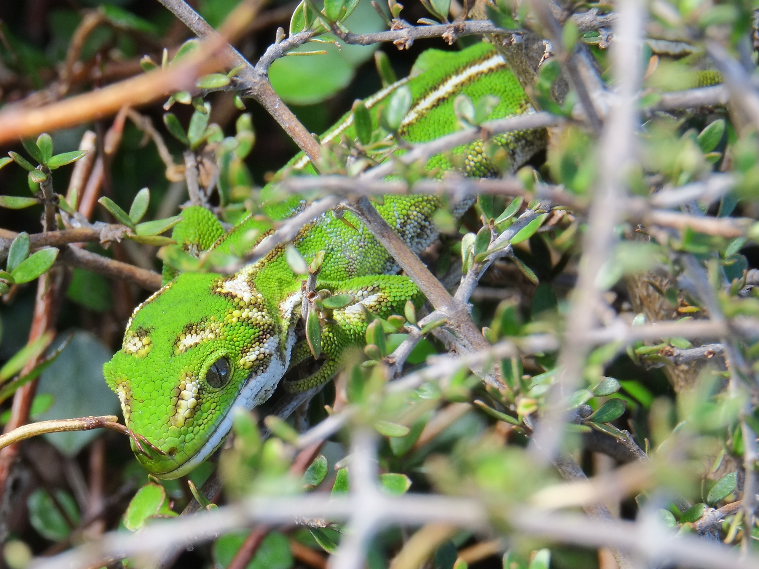 Jewelled gecko looking out from shrub