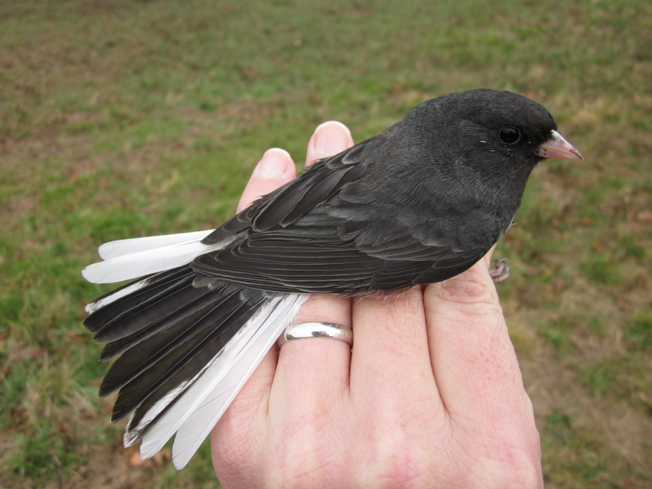 Junco showing tail feathers