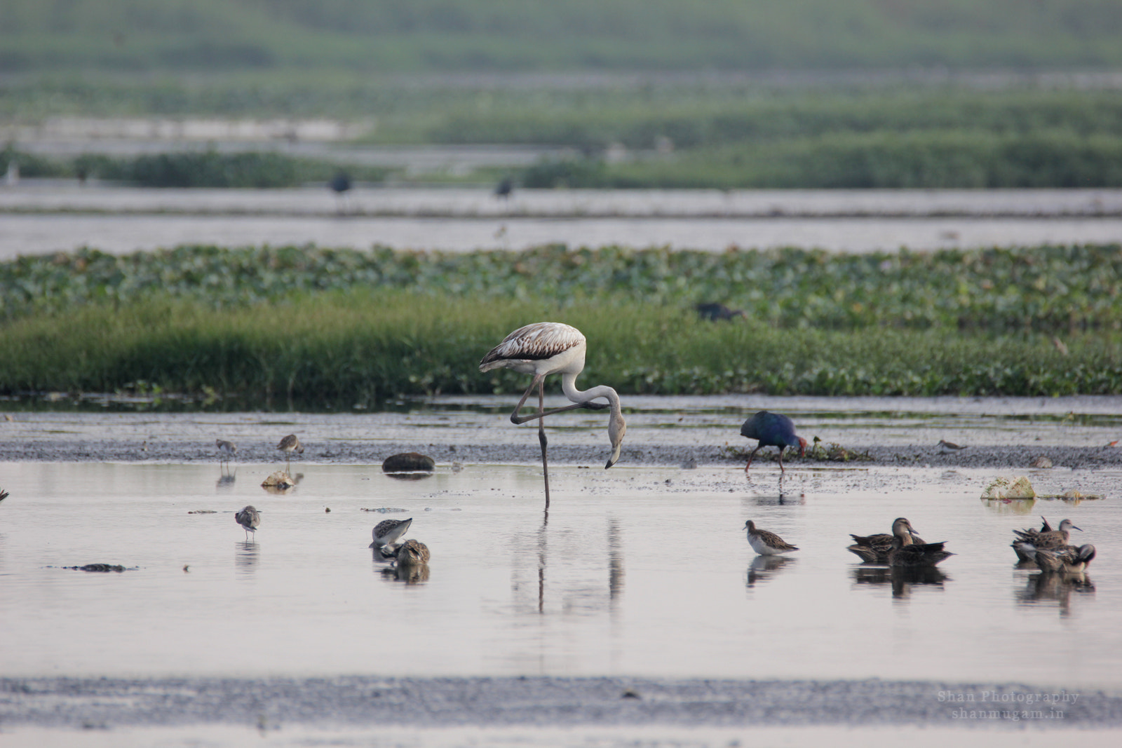 Juv Flamingoes (183308005)