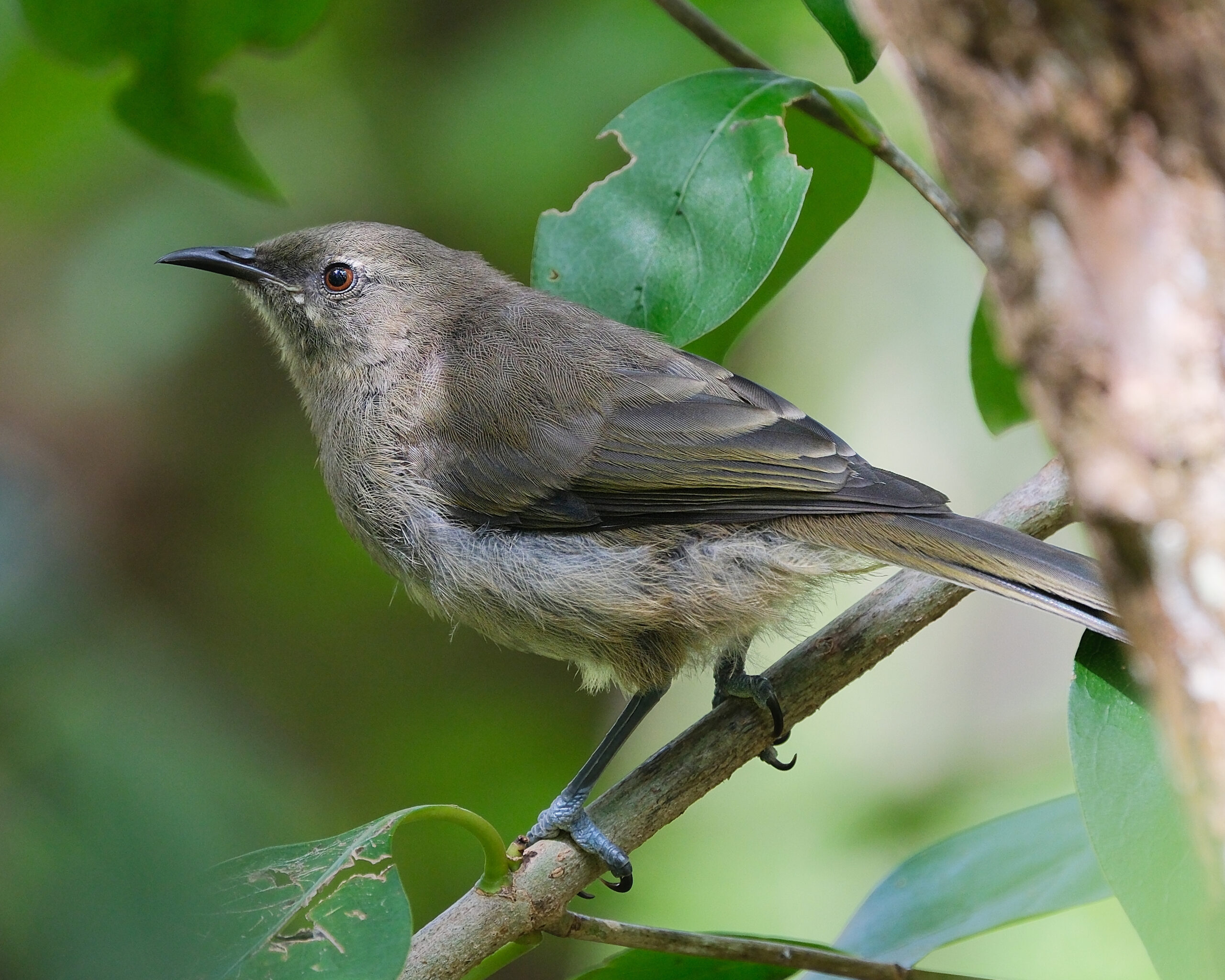 Juvenile bellbird perched on a branch (Tiritiri Matangi)