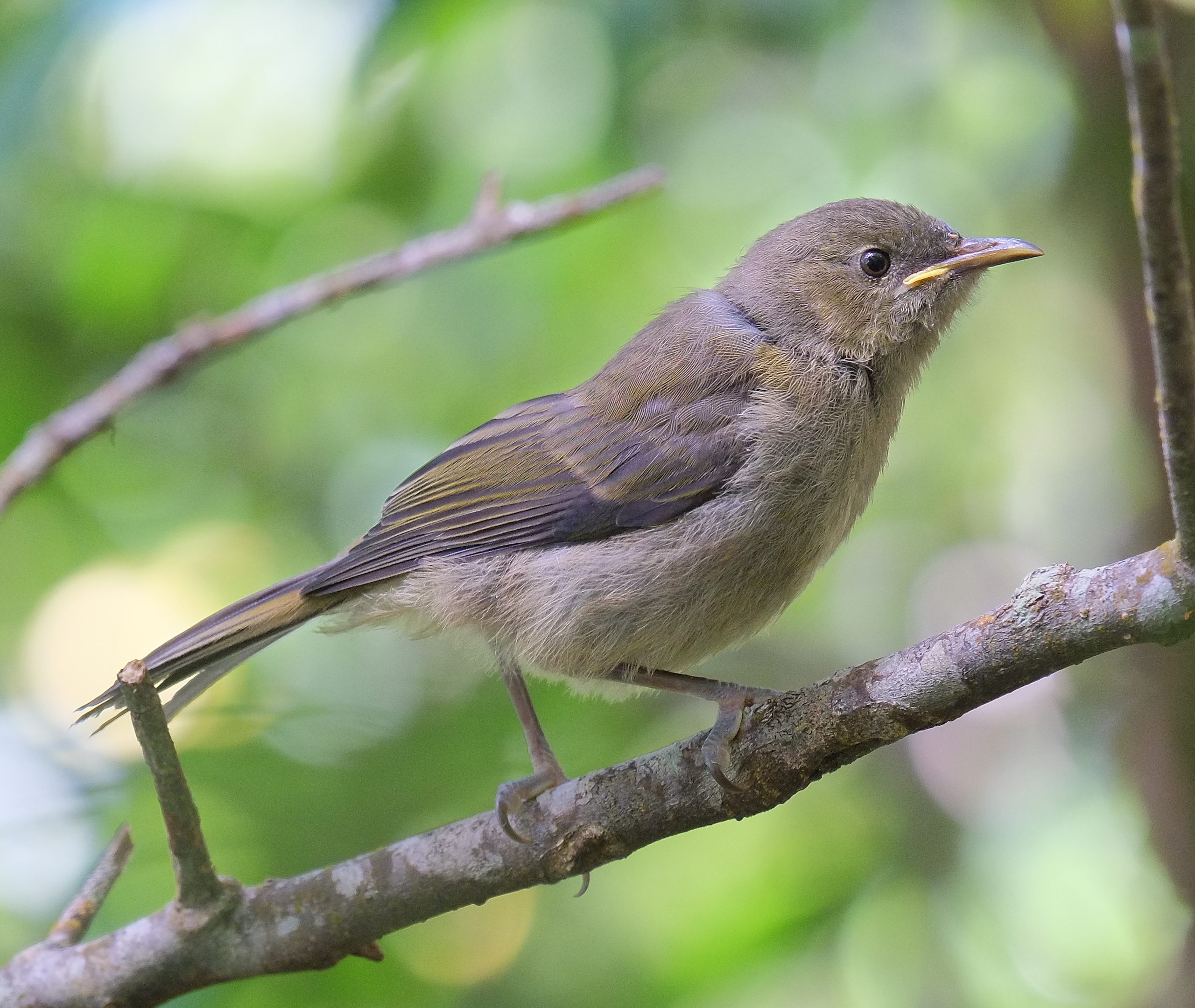 Juvenile bellbird standing on a branch