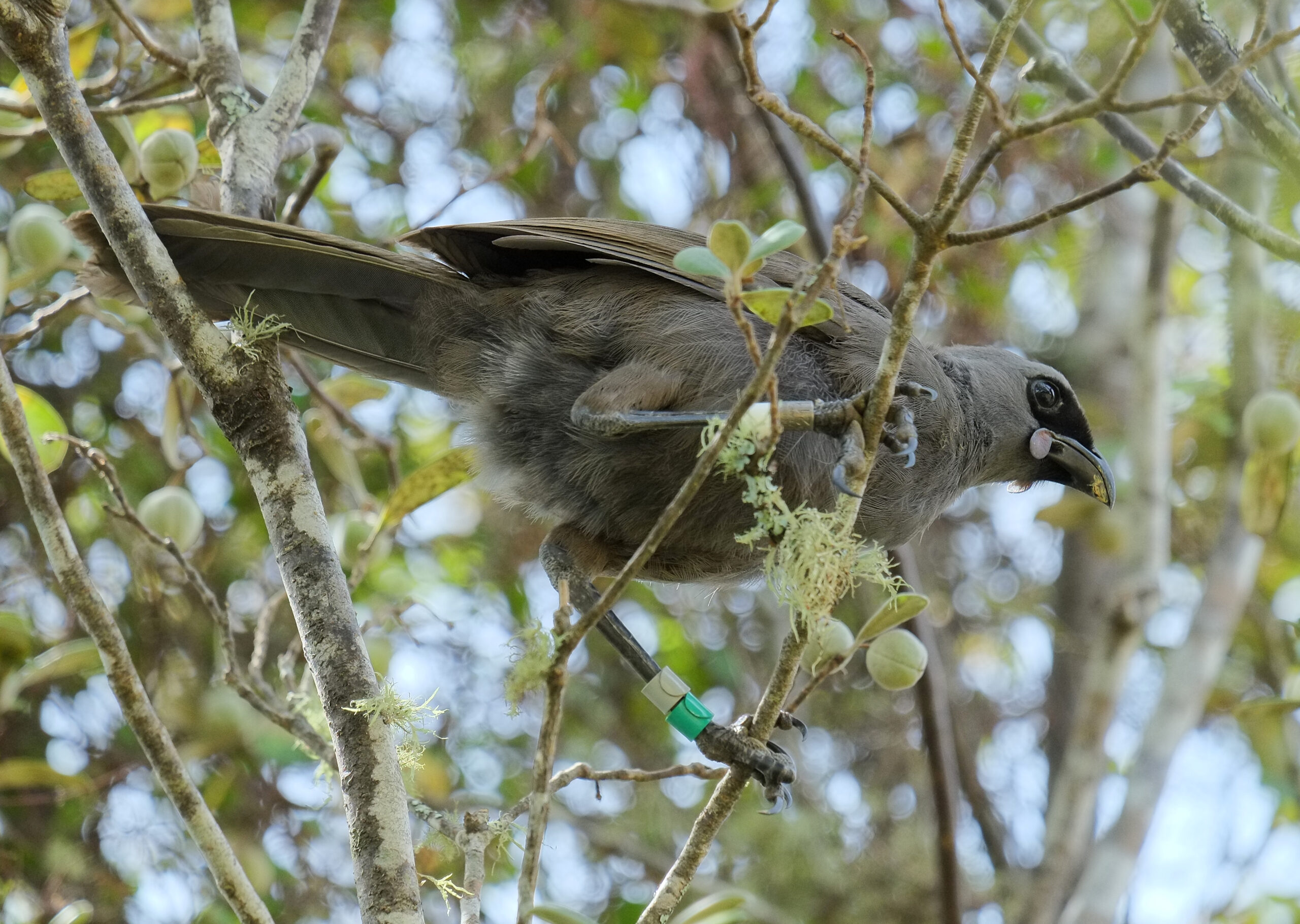 Juvenile kokako standing on a twig (Tiritiri Matangi)