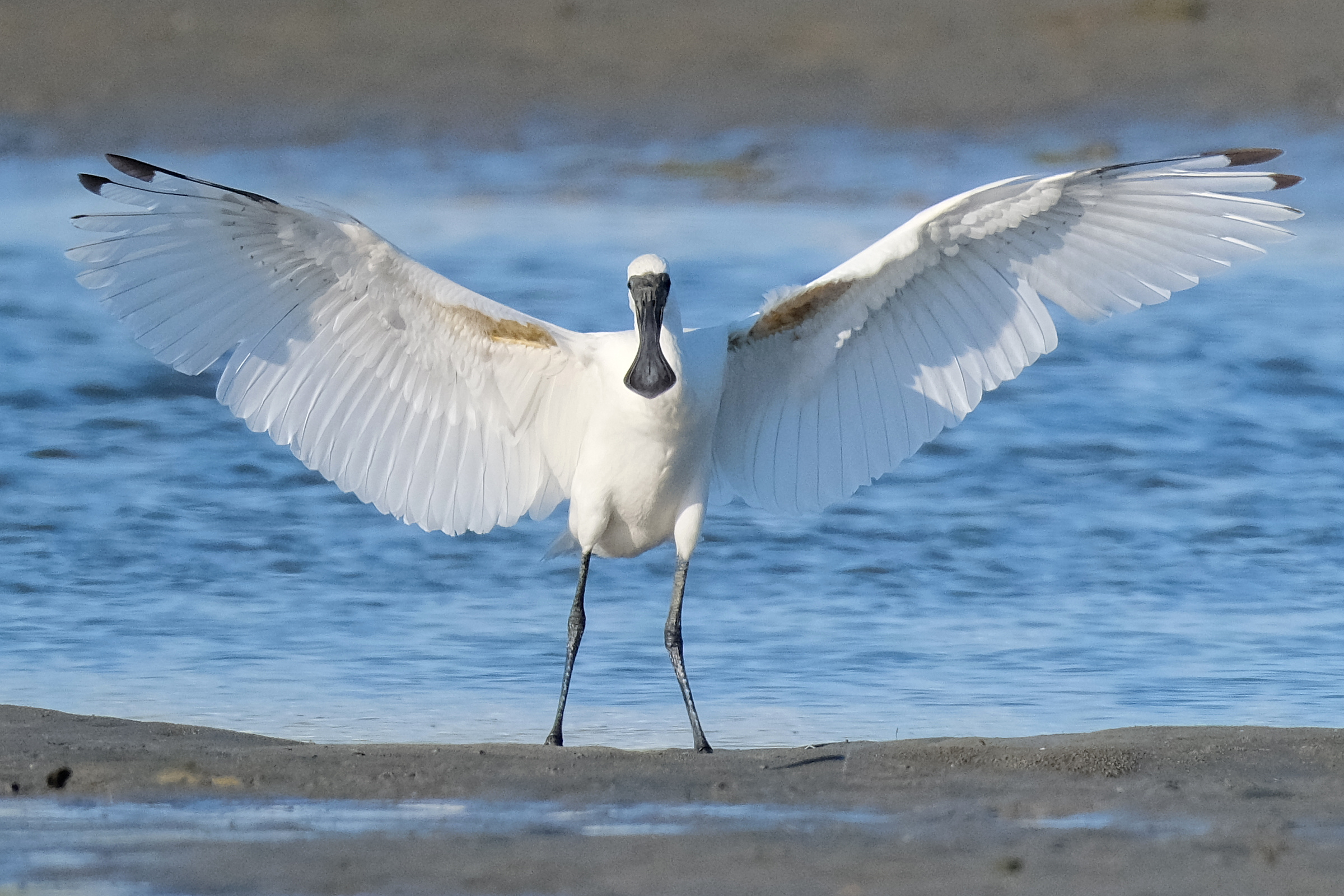 Juvenile royal spoonbill standing at water's edge with wings spread
