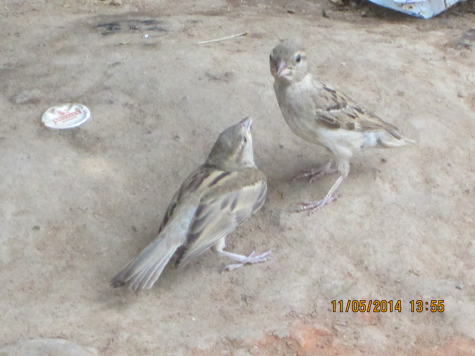 Juvenile sparrows.