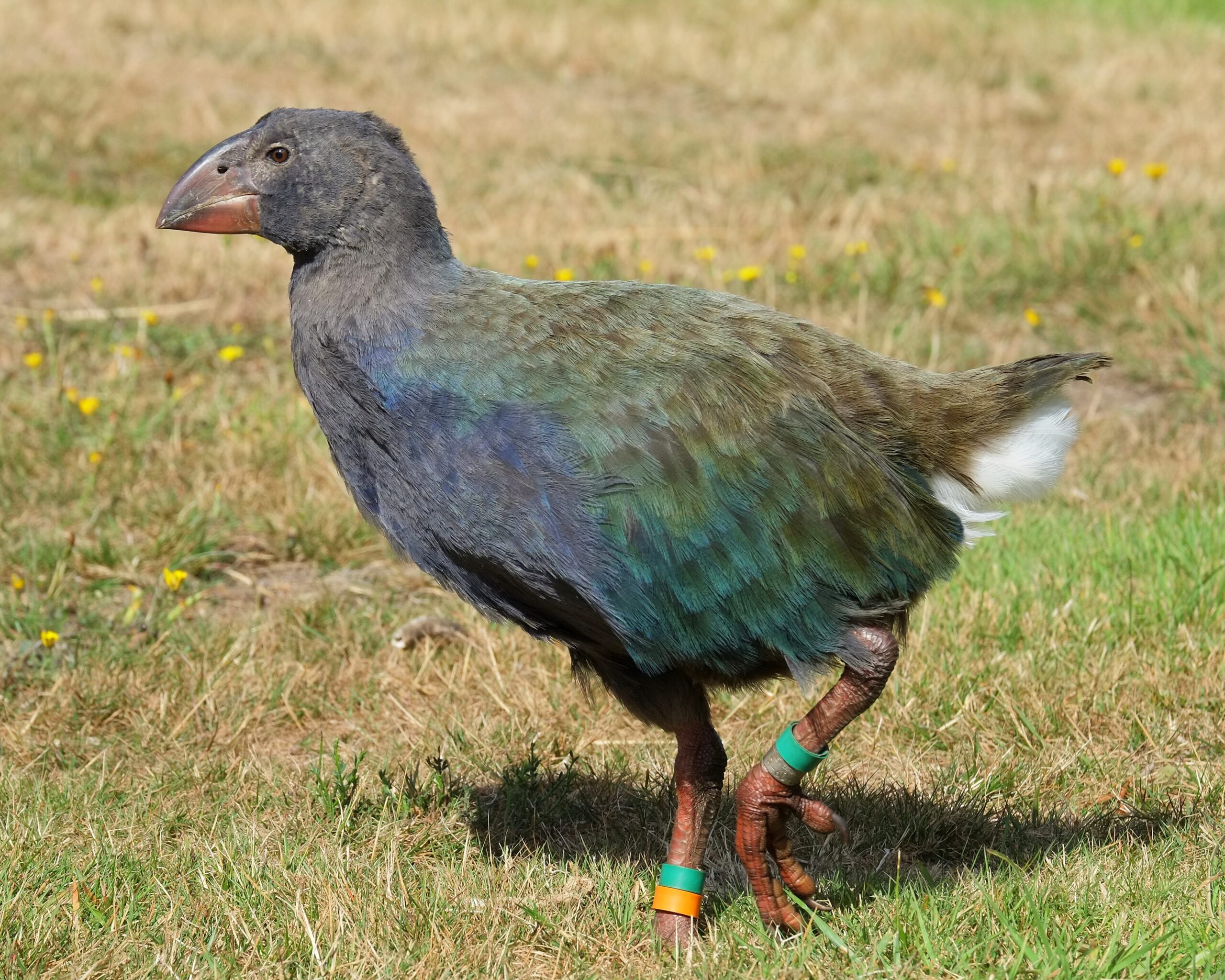 Juvenile takahe walking across lawn