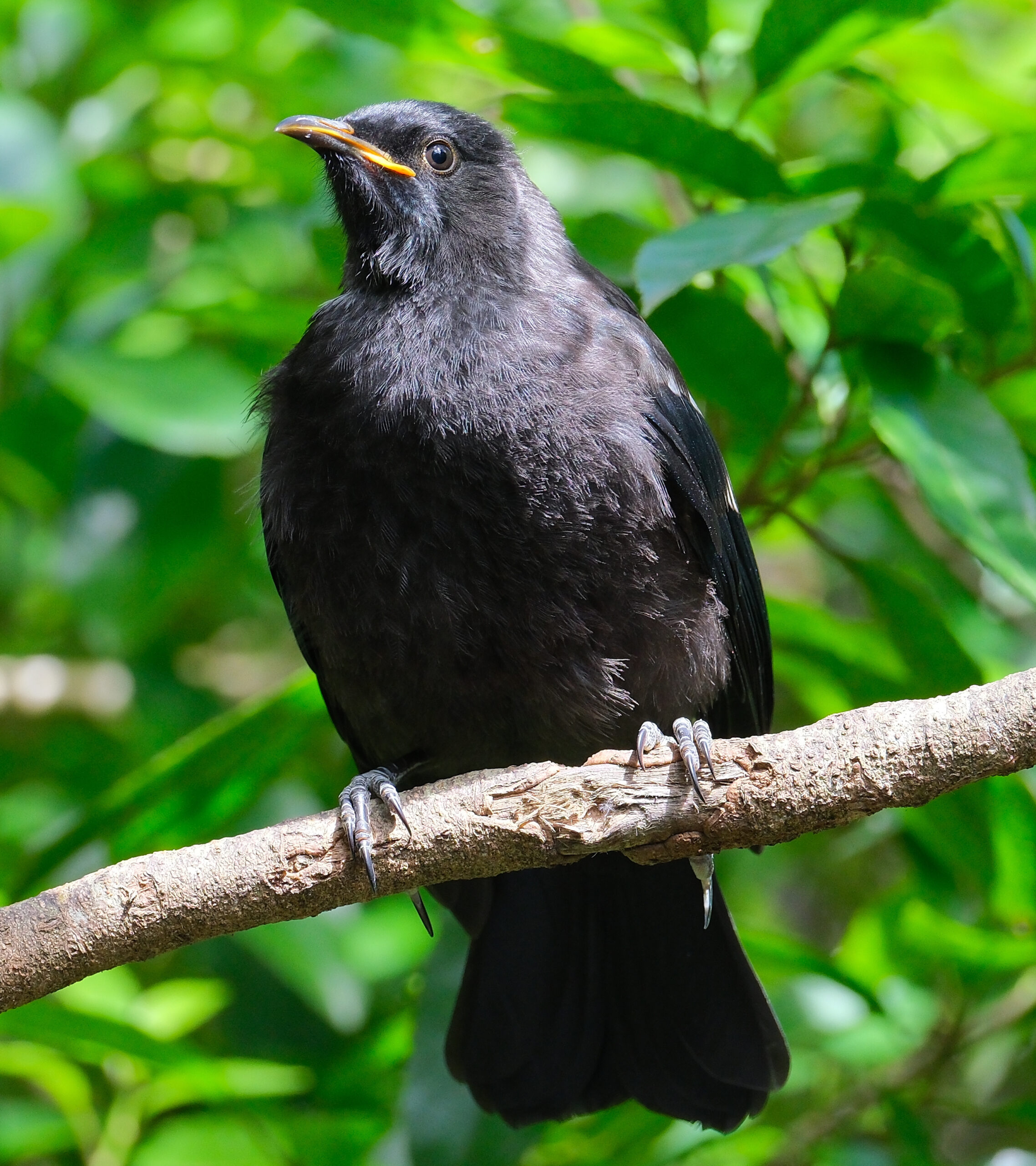 Juvenile tui perched on a branch