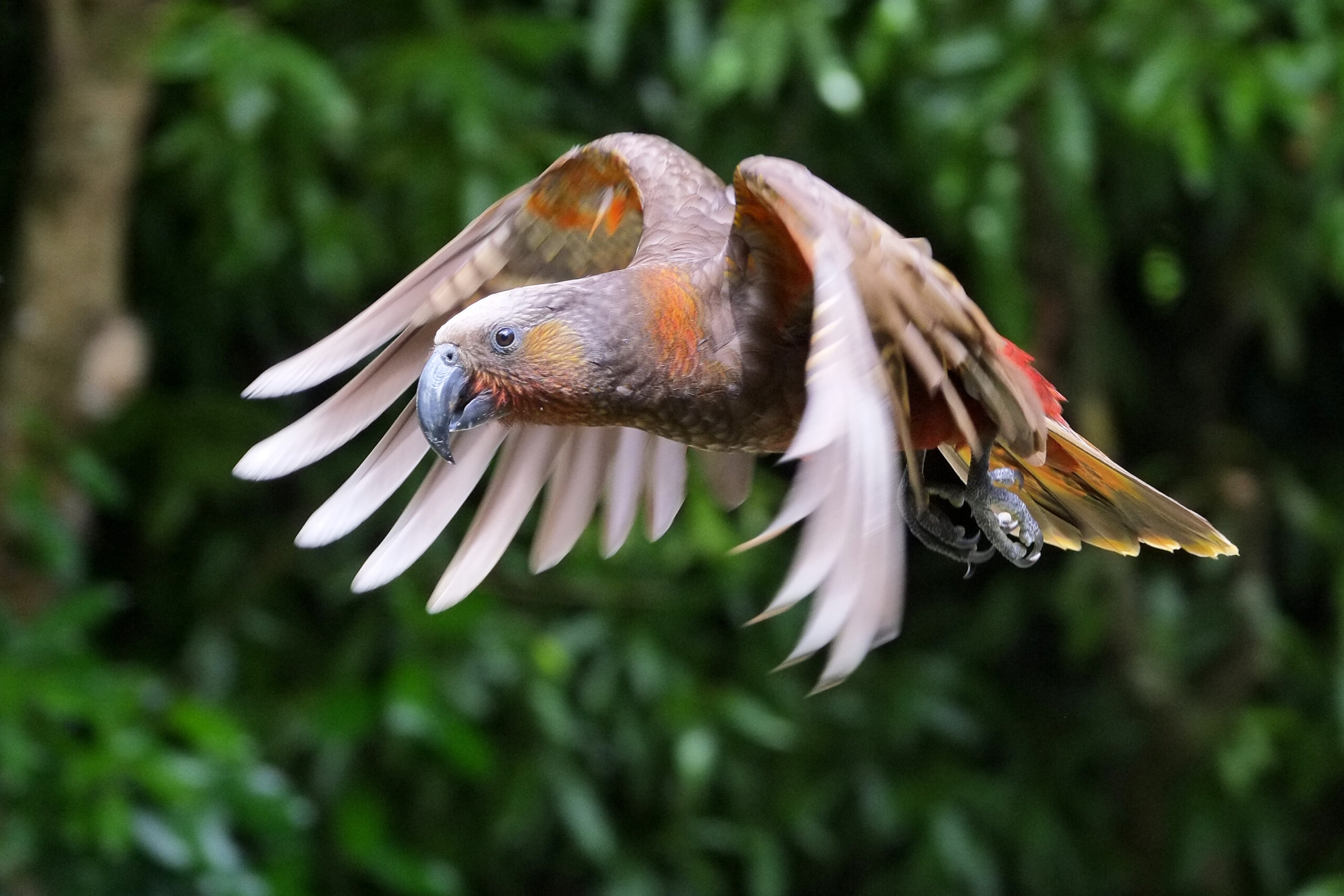 Kaka flying with wings on downbeat