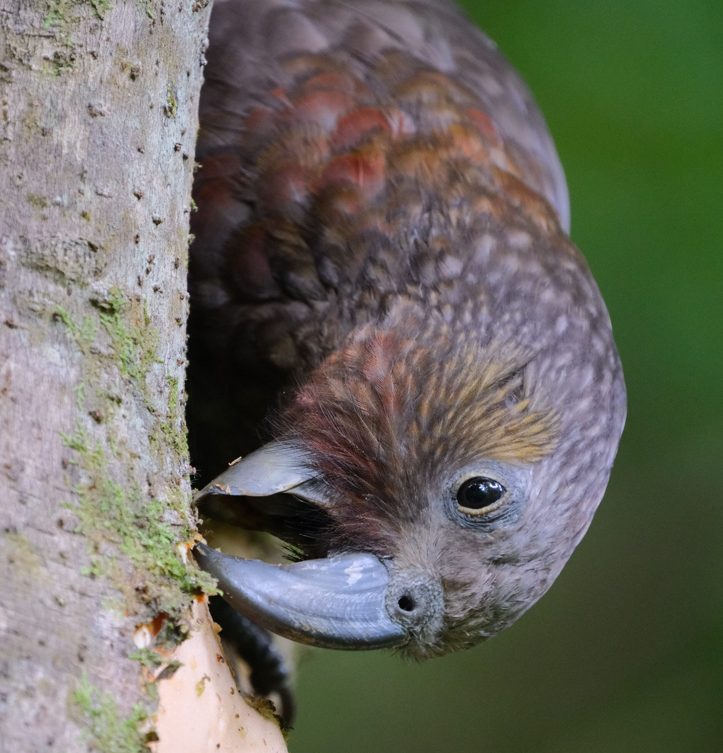 Kaka nibbling on bark close-up