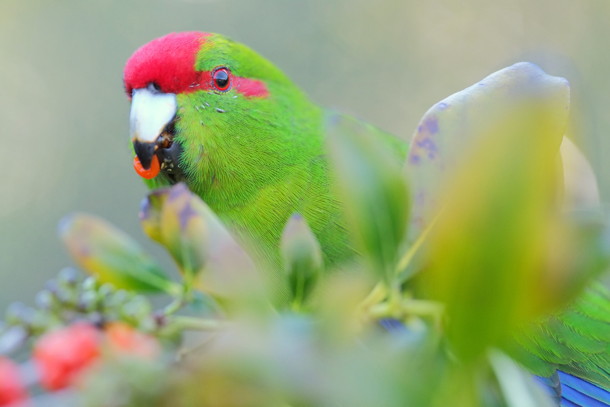 Kakariki eating a berry close-up