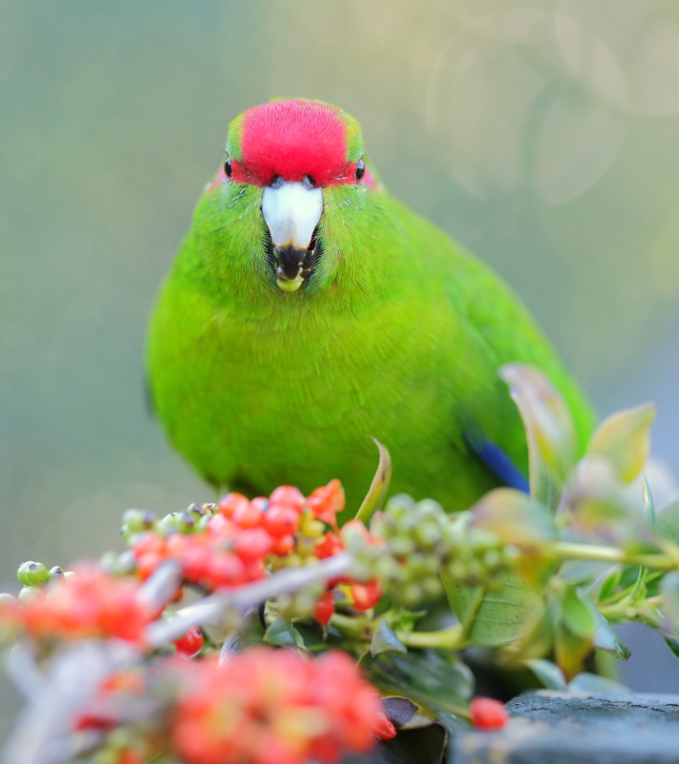 Kakariki looking while eating a berry