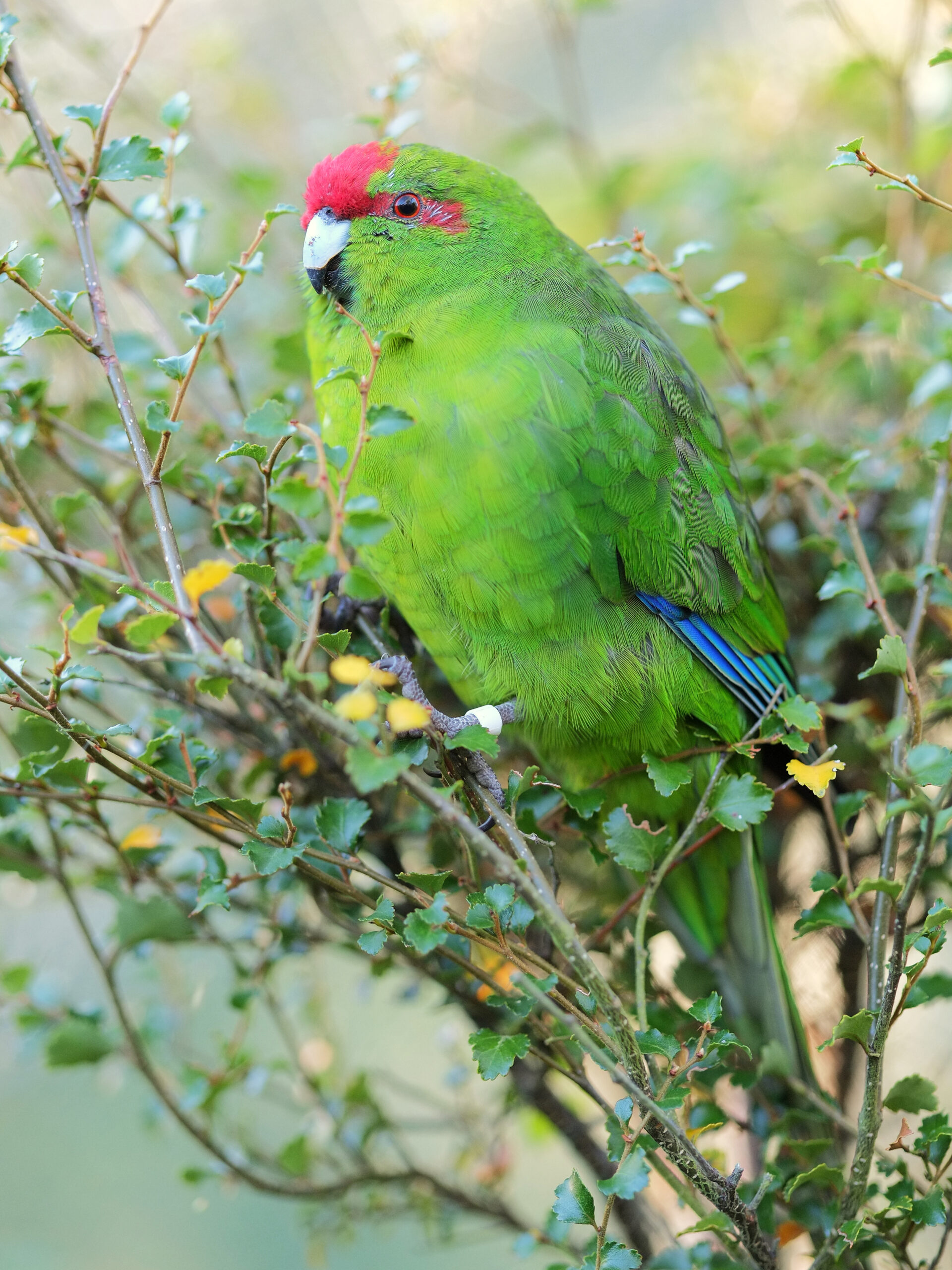 Kakariki perched in a shrub