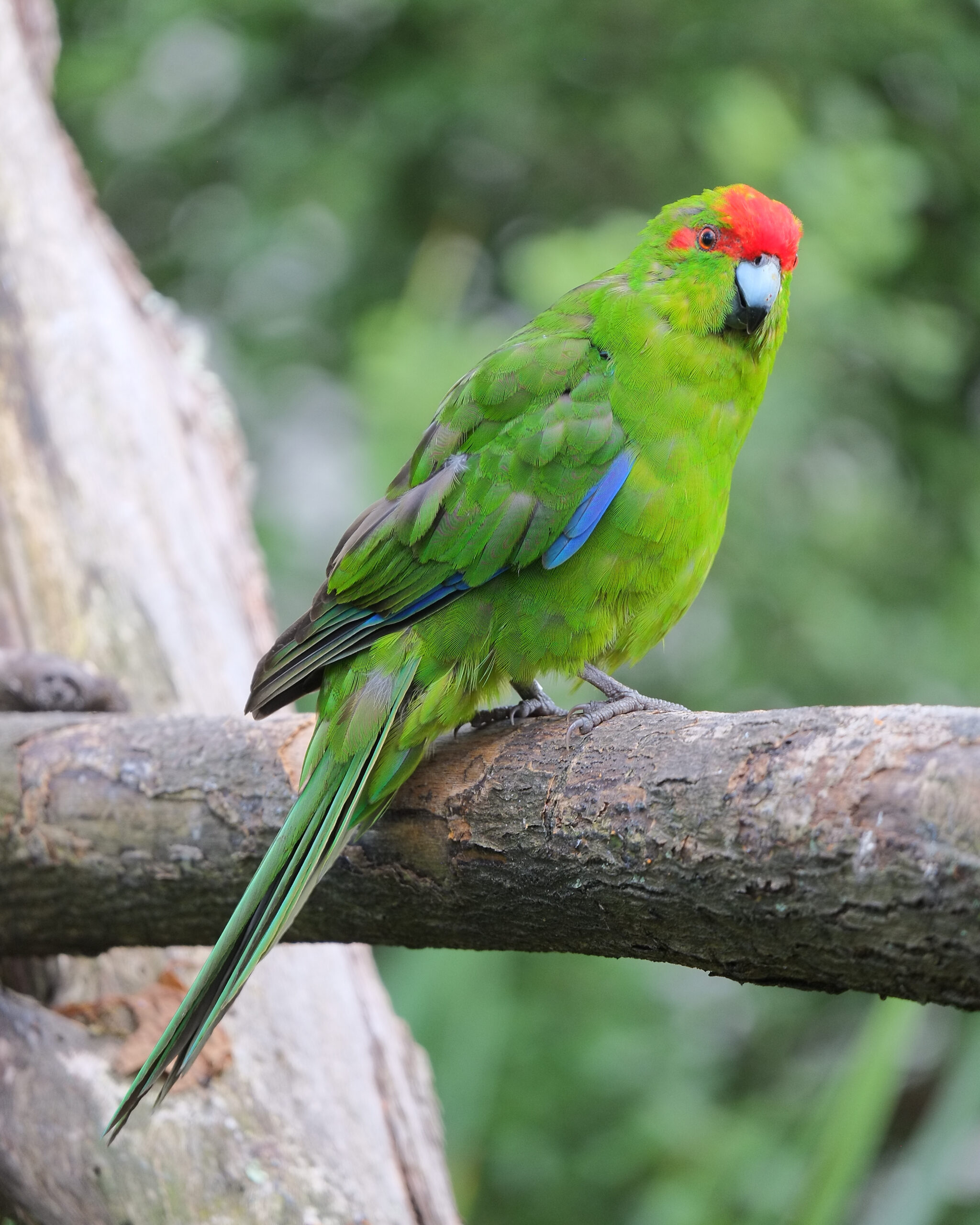 Kakariki perched on a branch, looking