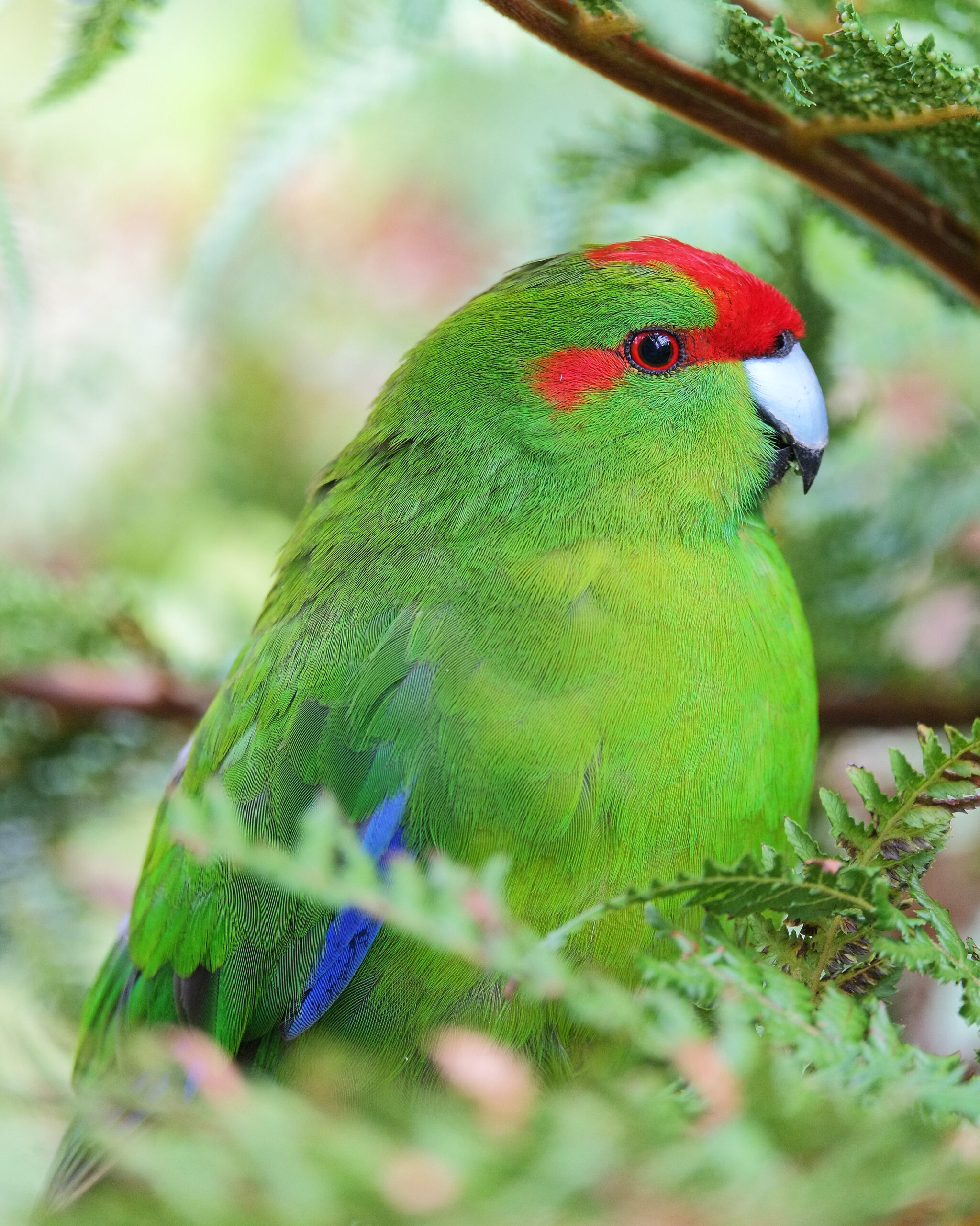 Kakariki sitting in tree fern close-up