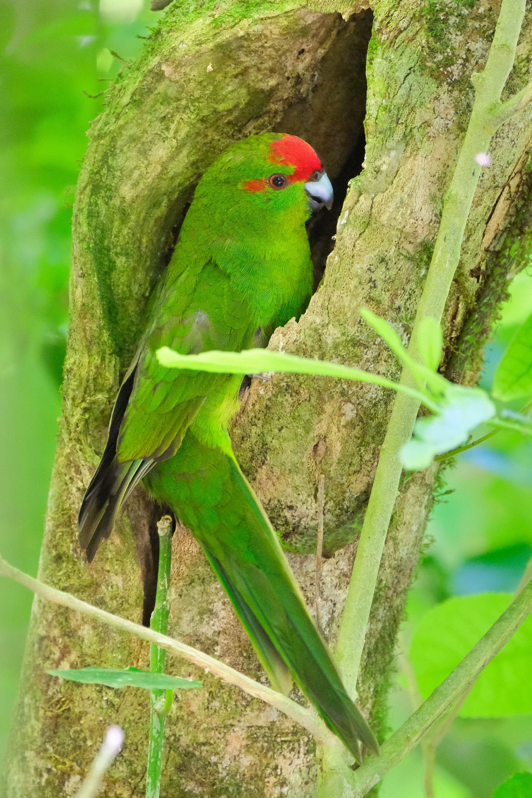 Kakariki sitting in tree trunk hole