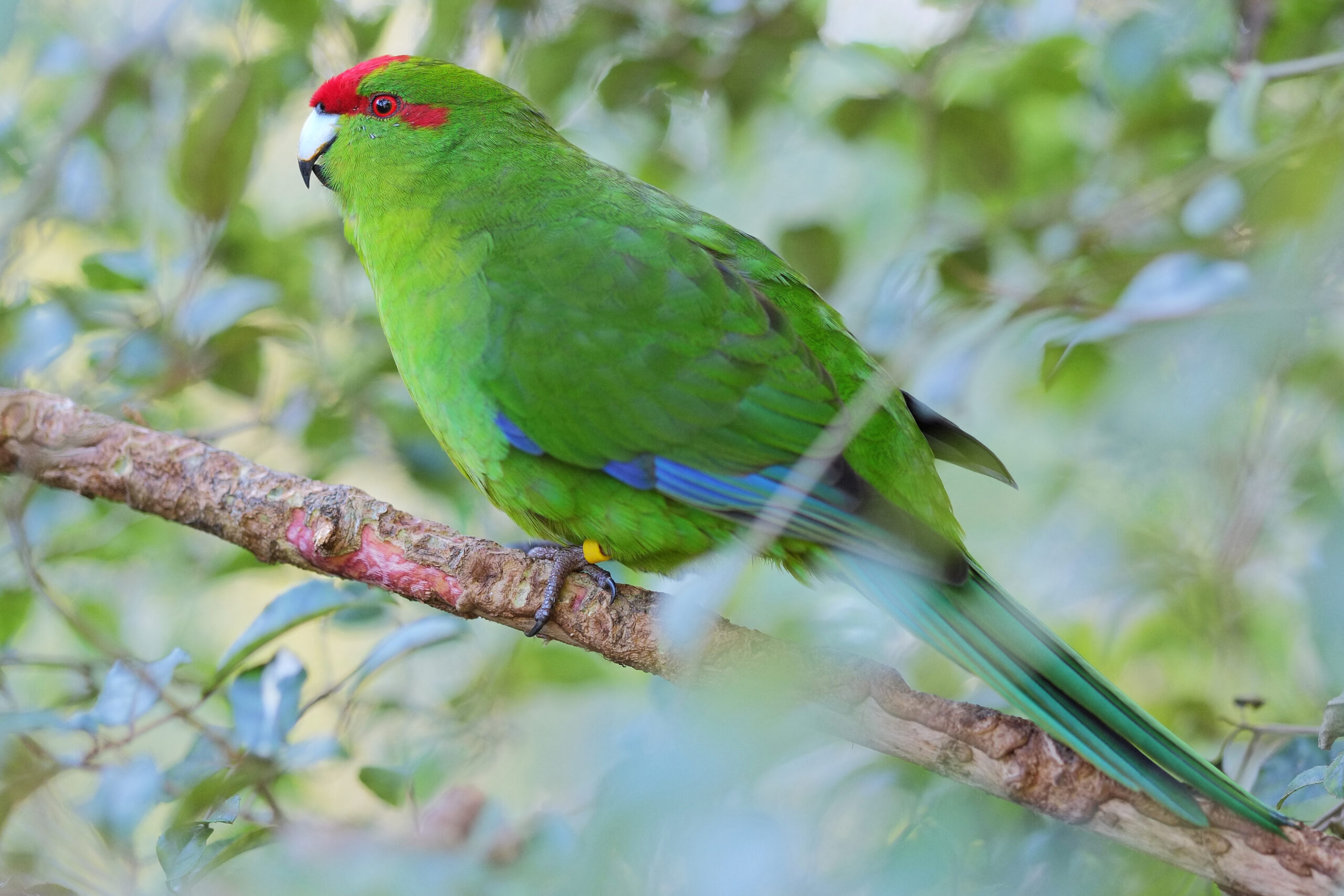 Kakariki sitting on a branch