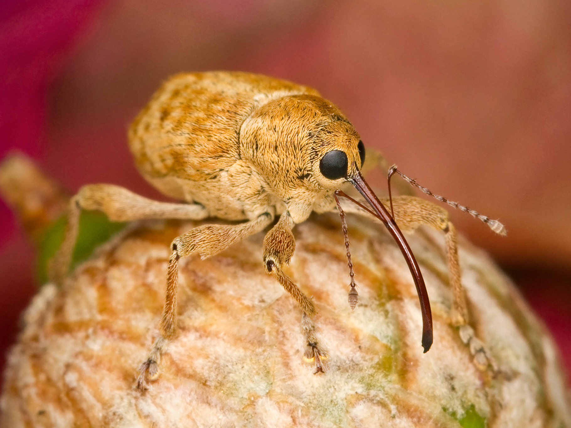 Kaldari Curculio occidentis 01
