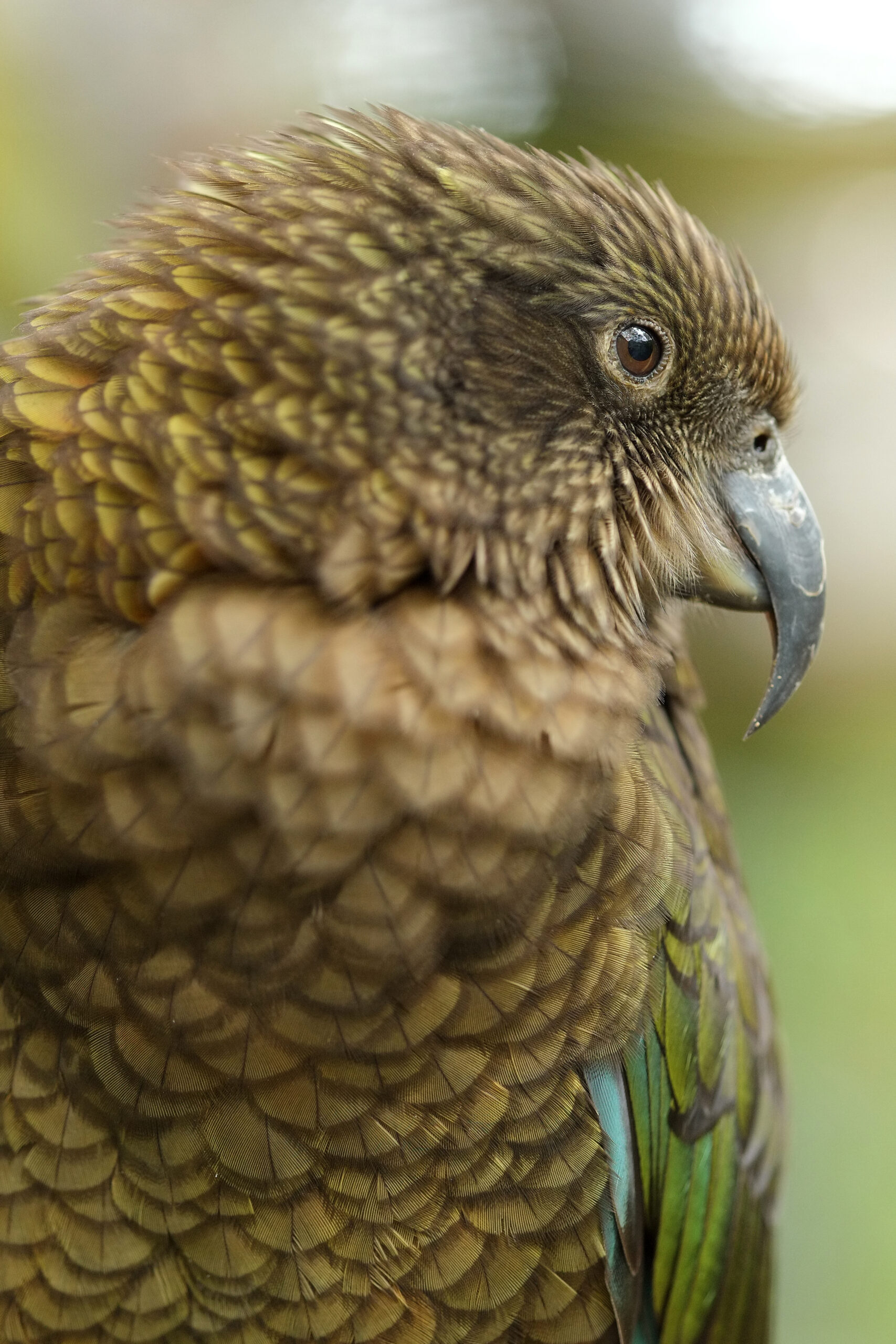 Kea at Nga Manu close-up with shallow depth of field