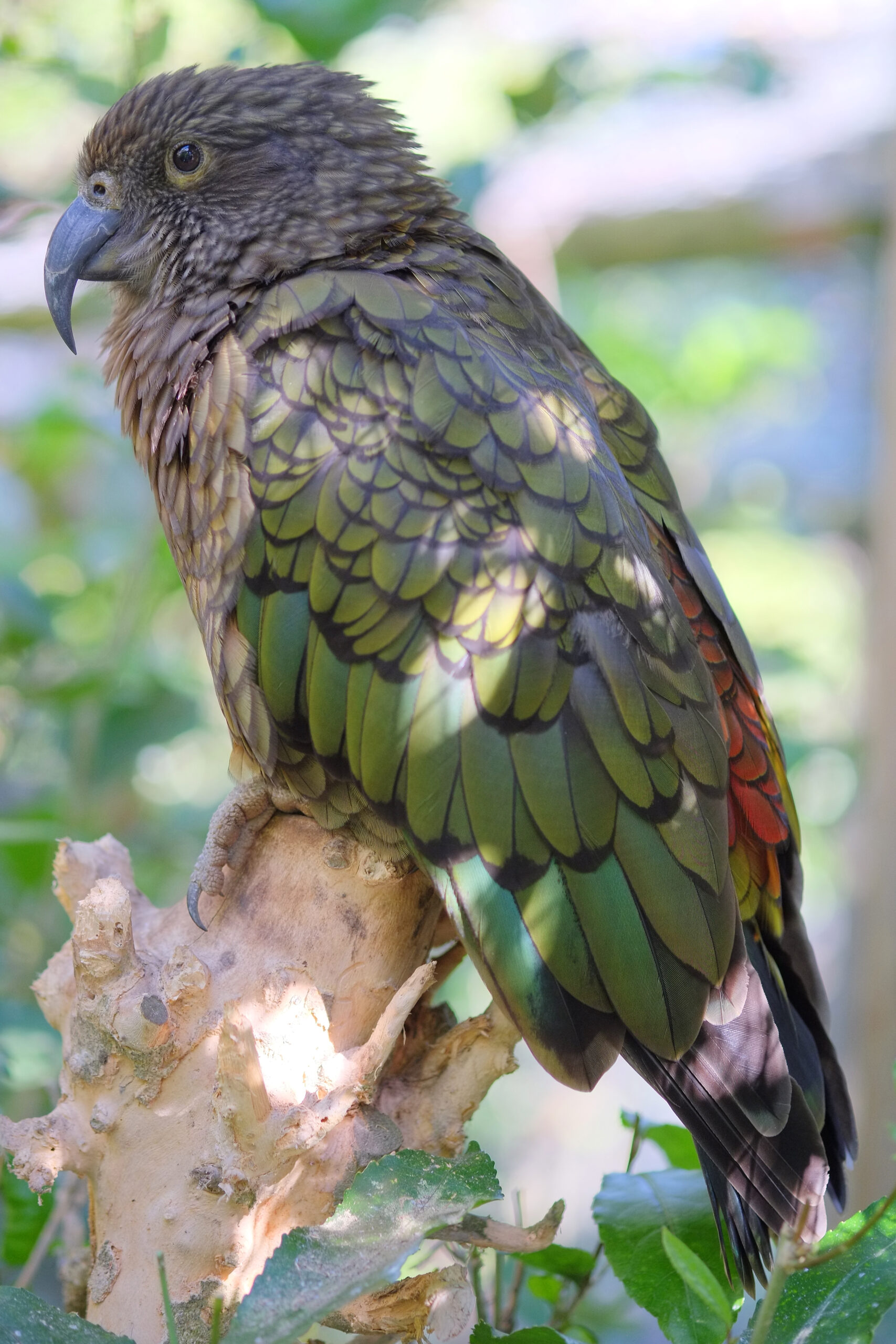 Kea perched atop branch stump