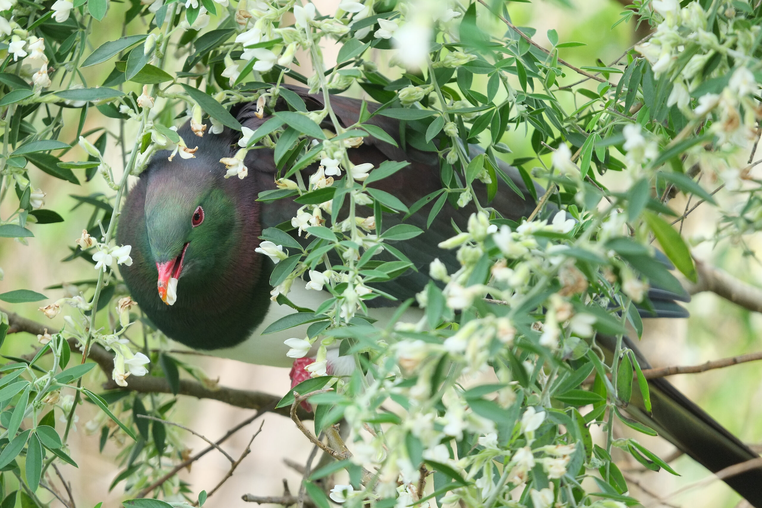 Kereru eating tree lucerne flowers in winter