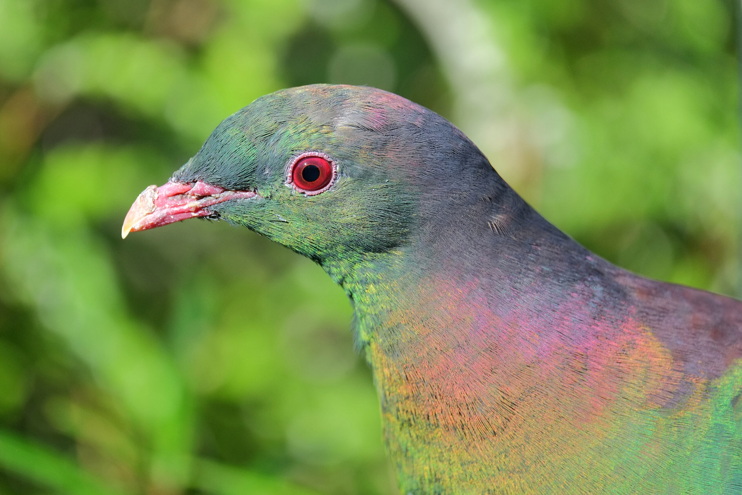 Kereru head in front of foliage