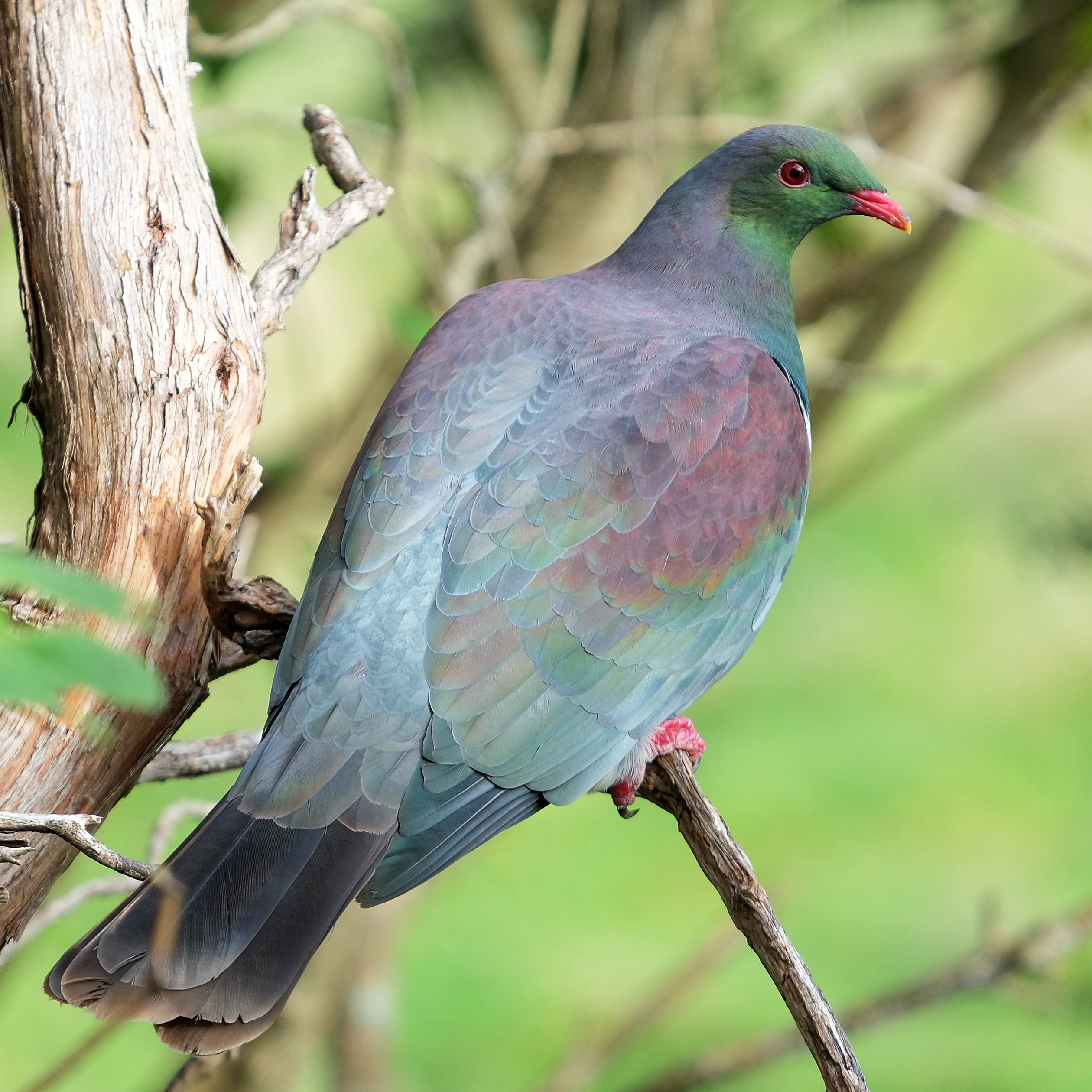 Kereru on a branch, facing away and looking back
