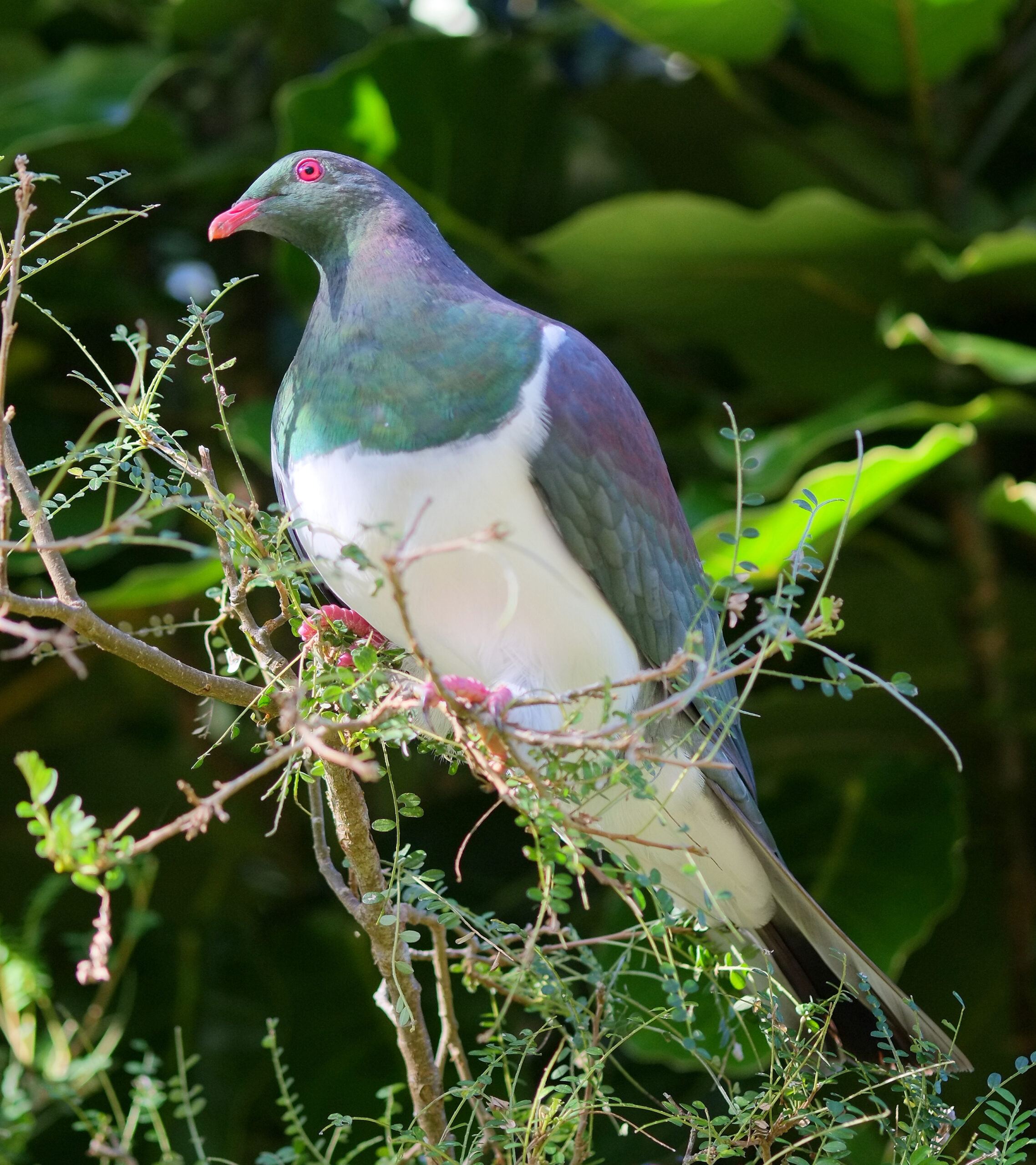 Kereru perched on kowhai at Otari Native Botanic Garden