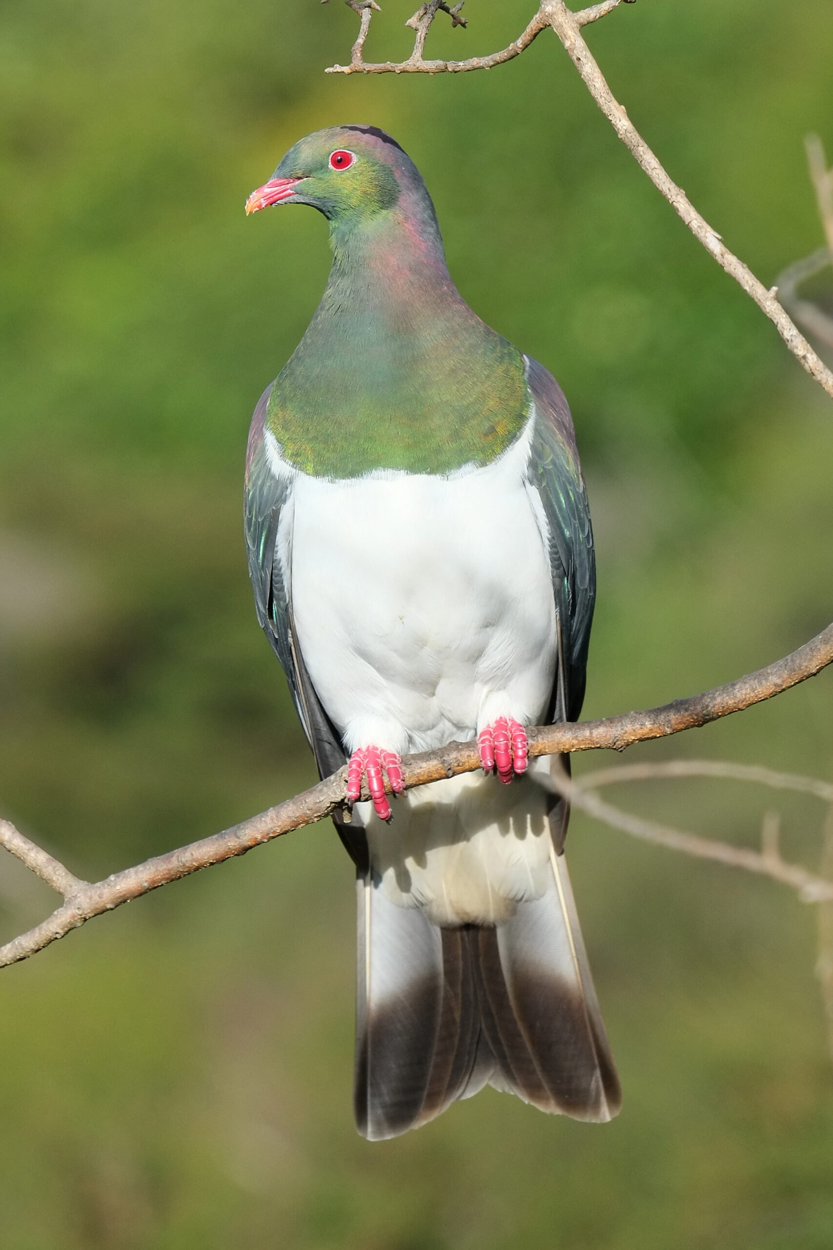 Kereru perched on thin branch