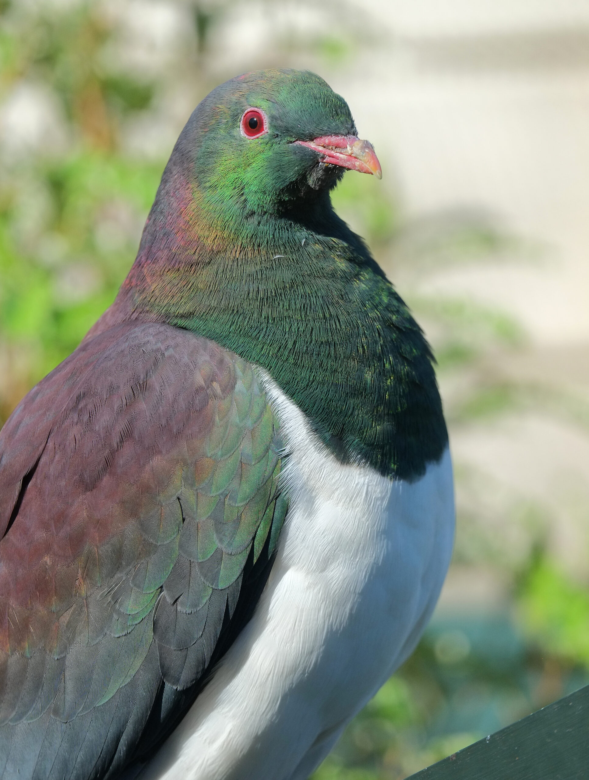 Kereru sitting close-up