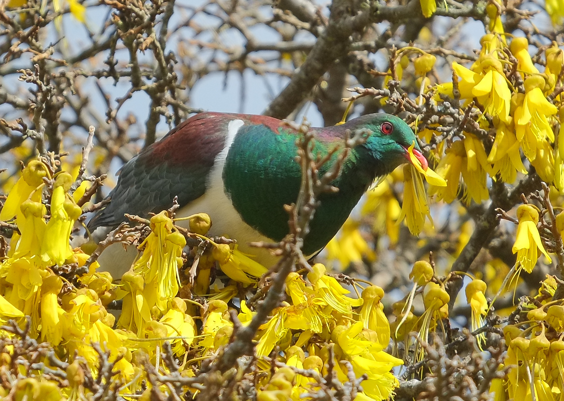 Kereru sitting in flowering kowhai, eating kowhai flower