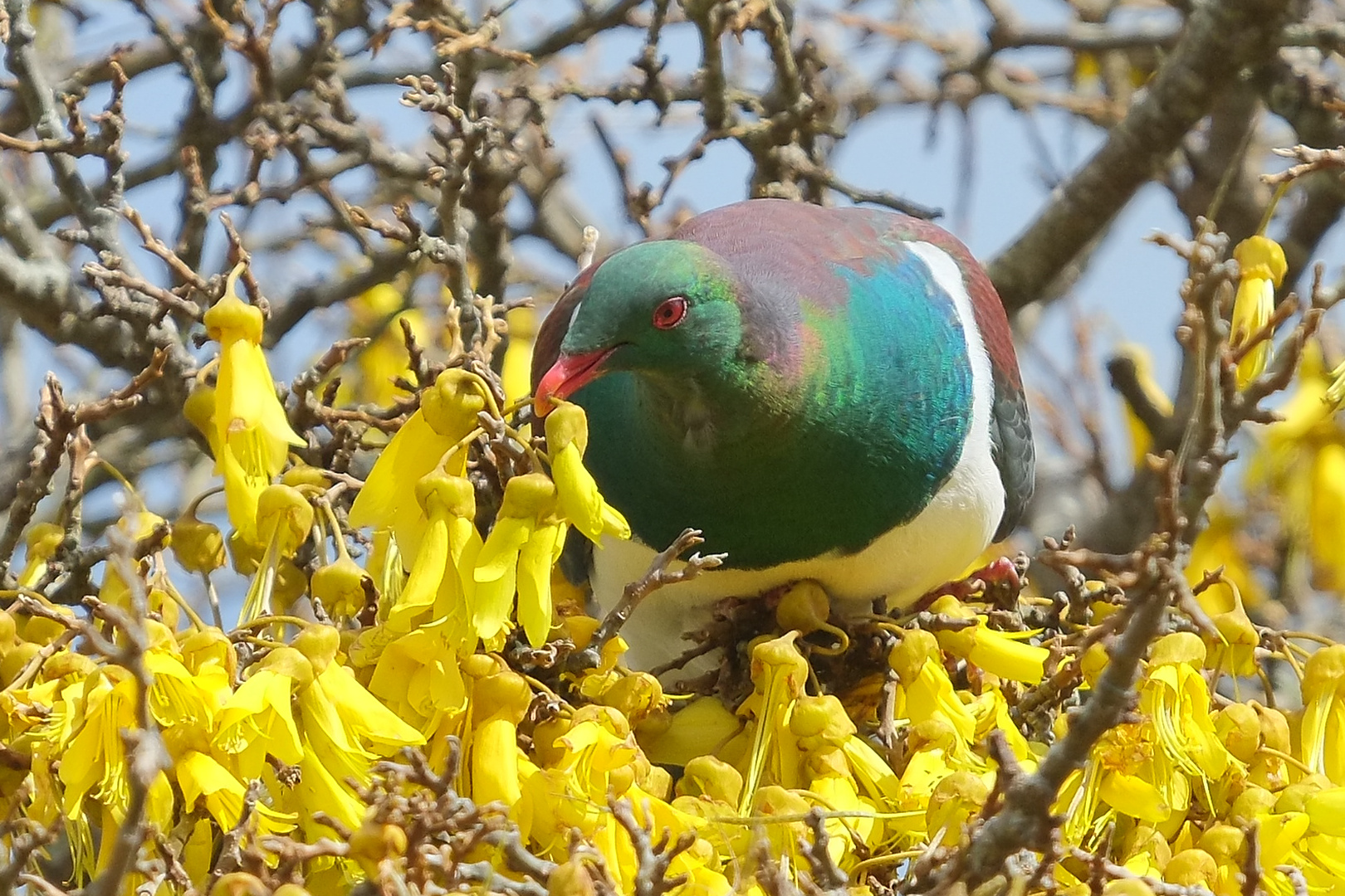 Kereru sitting in flowering kowhai, picking kowhai flower