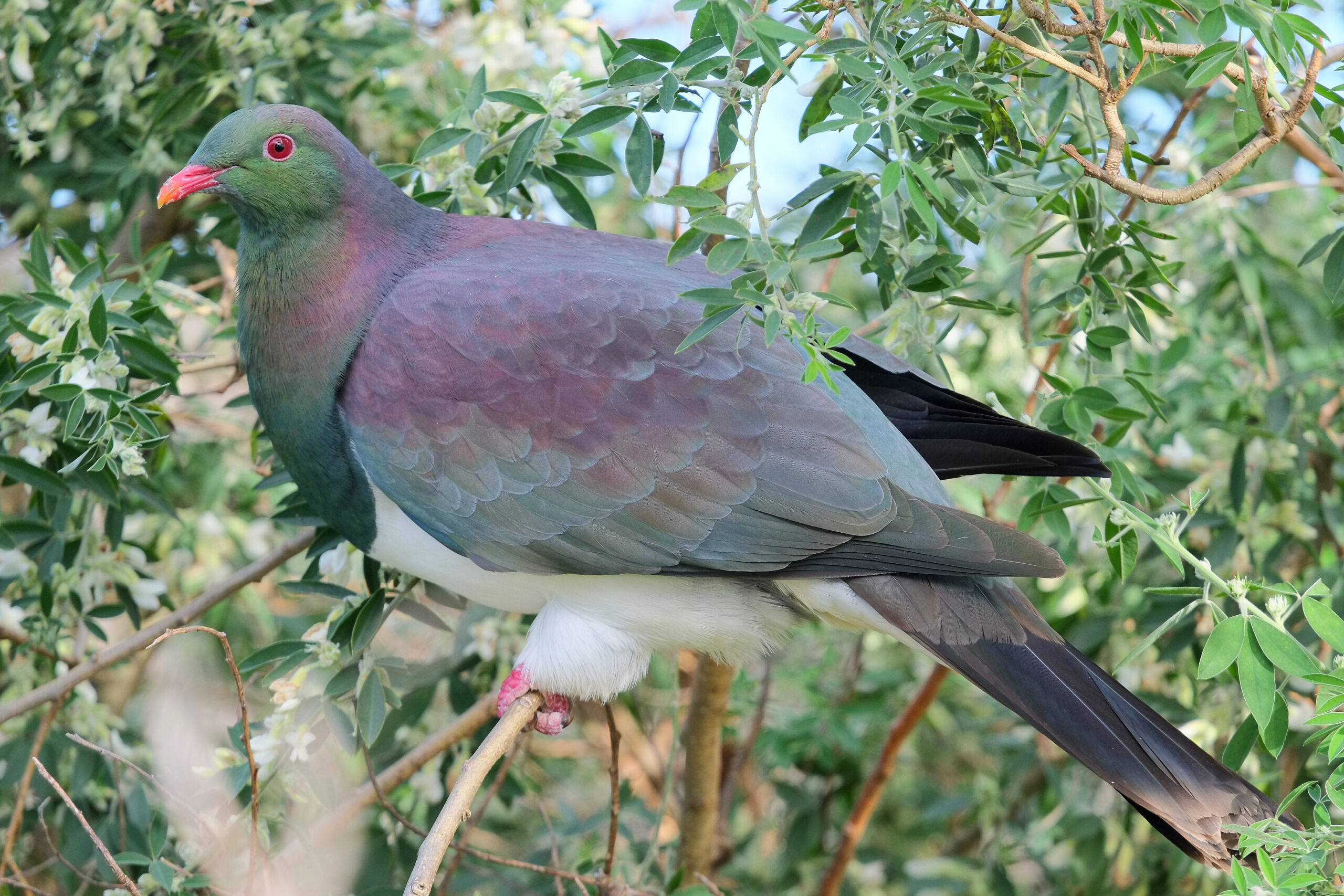 Kereru sitting in flowering tree lucerne