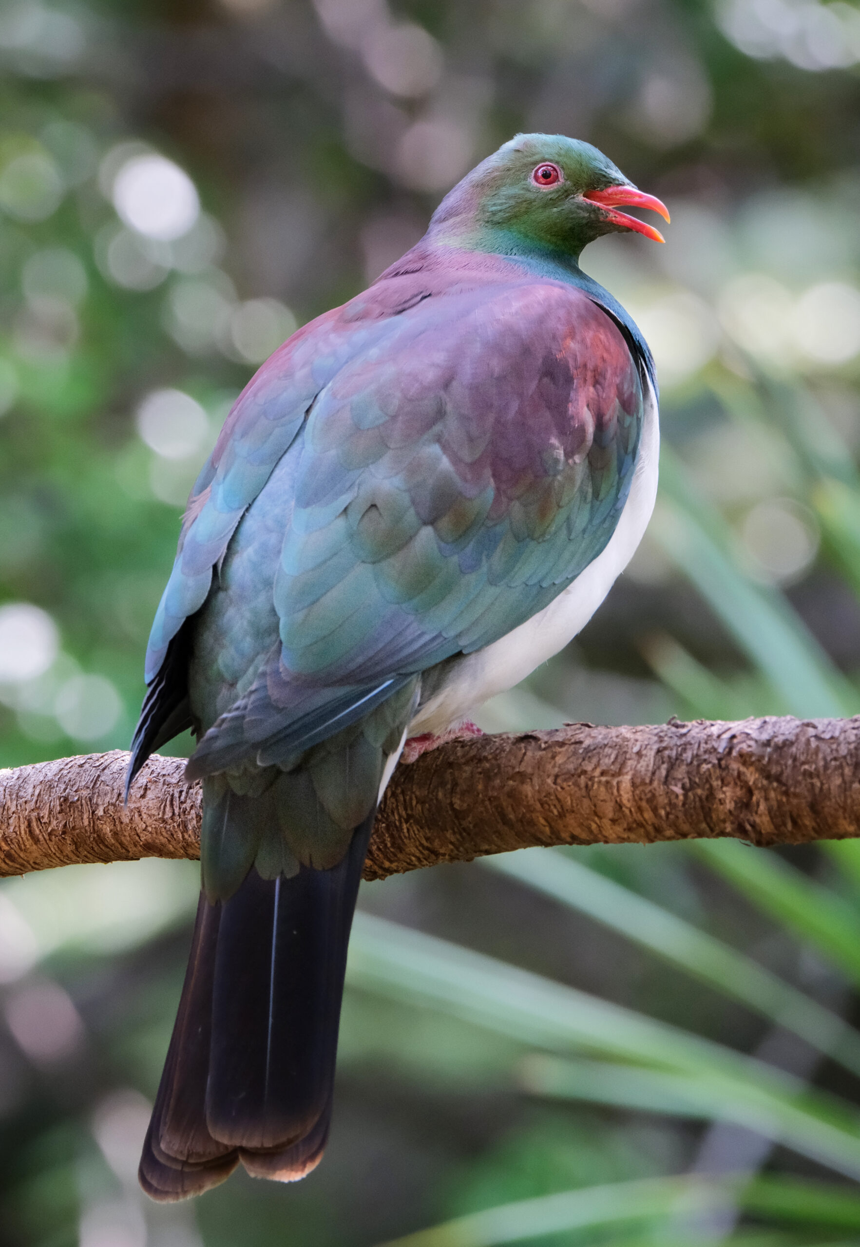 Kereru sitting on a branch, looking back with beak open (Tawharanui Open Sanctuary)