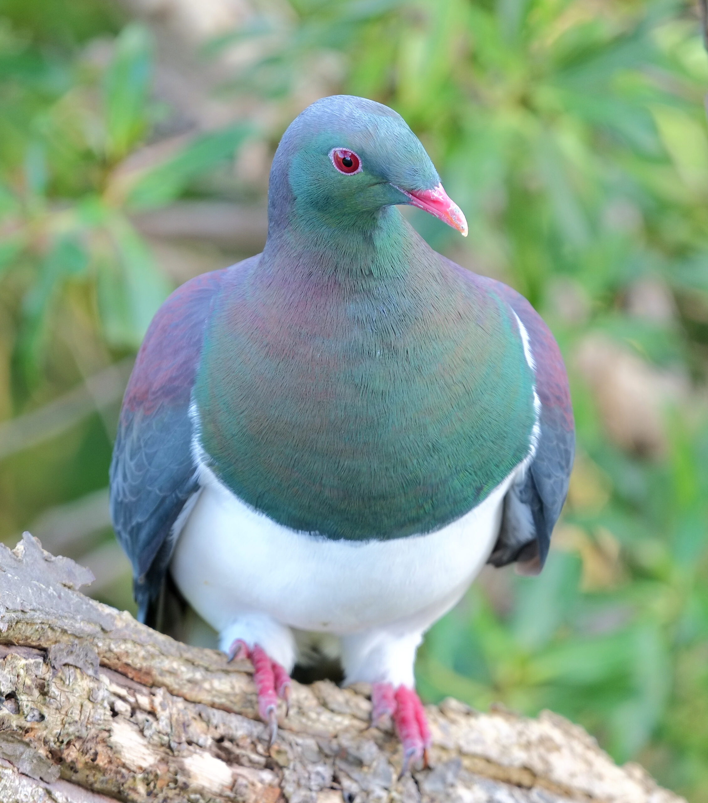 Kereru sitting on a close branch