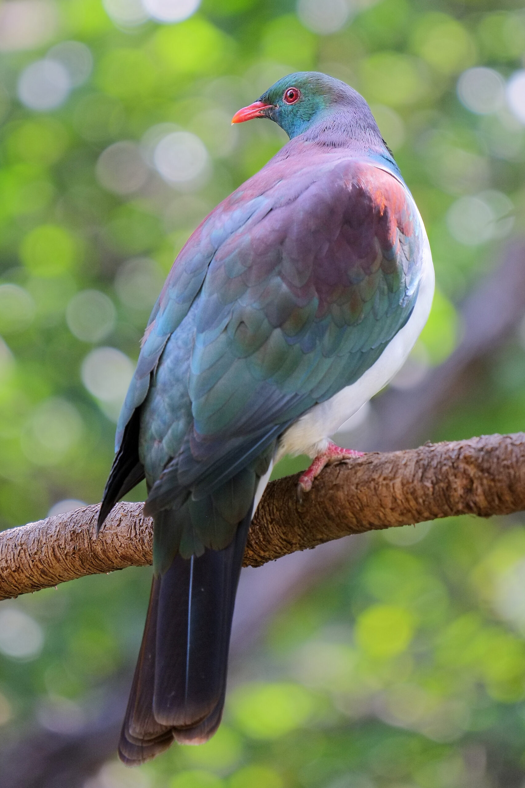 Kereru standing on a branch, looking back (Tawharanui Open Sanctuary)
