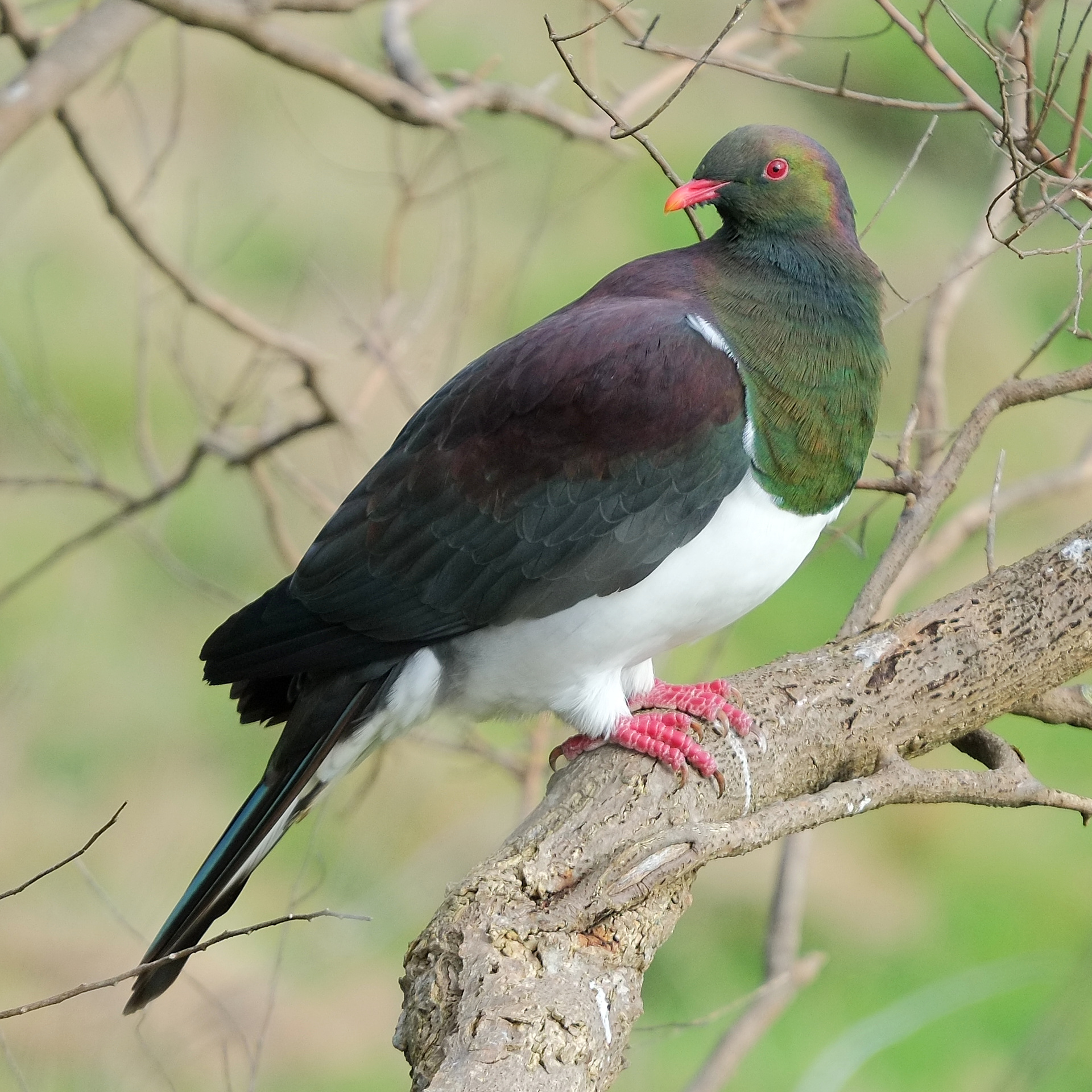 Kereru standing on a branch and looking back