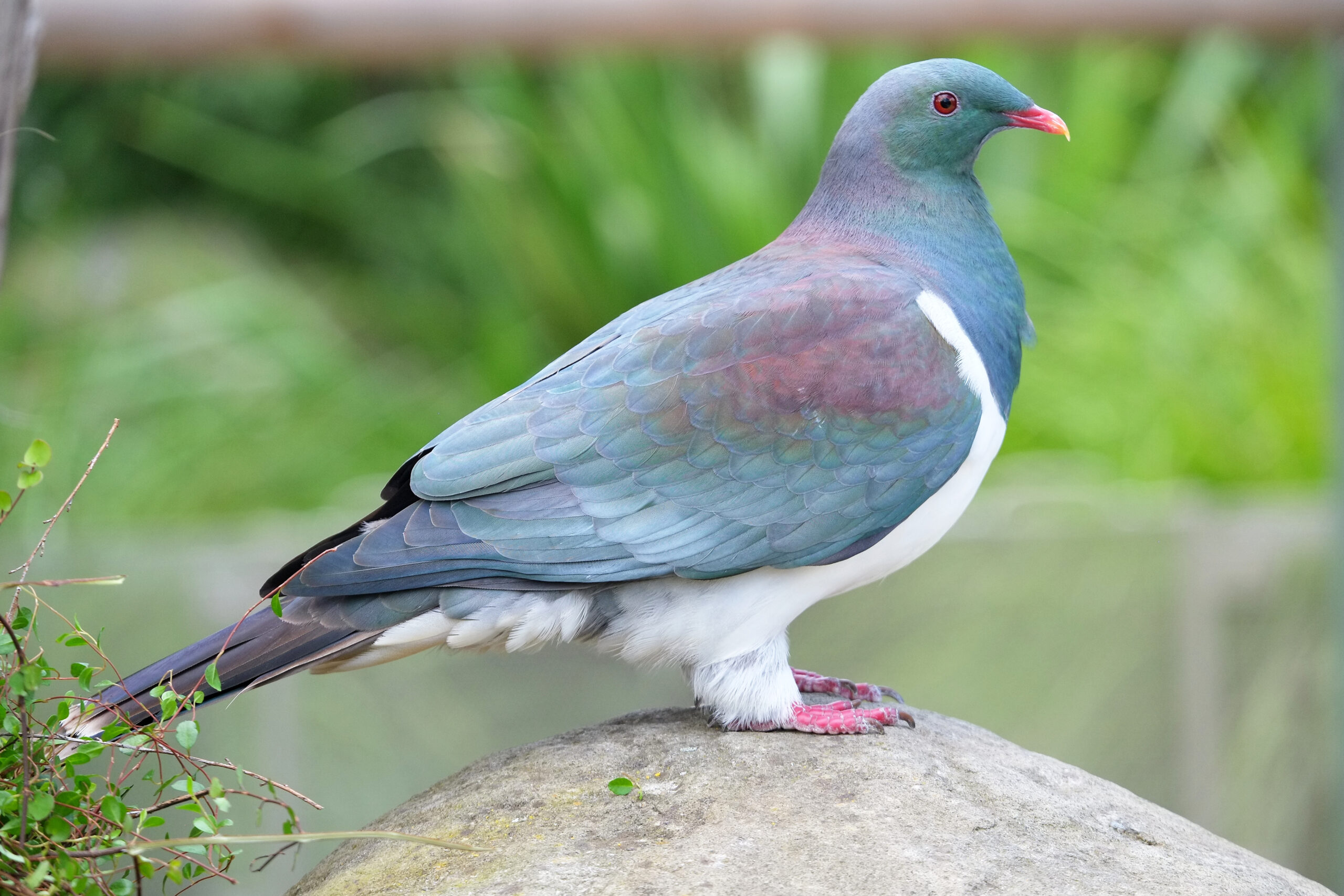 Kereru standing on rock