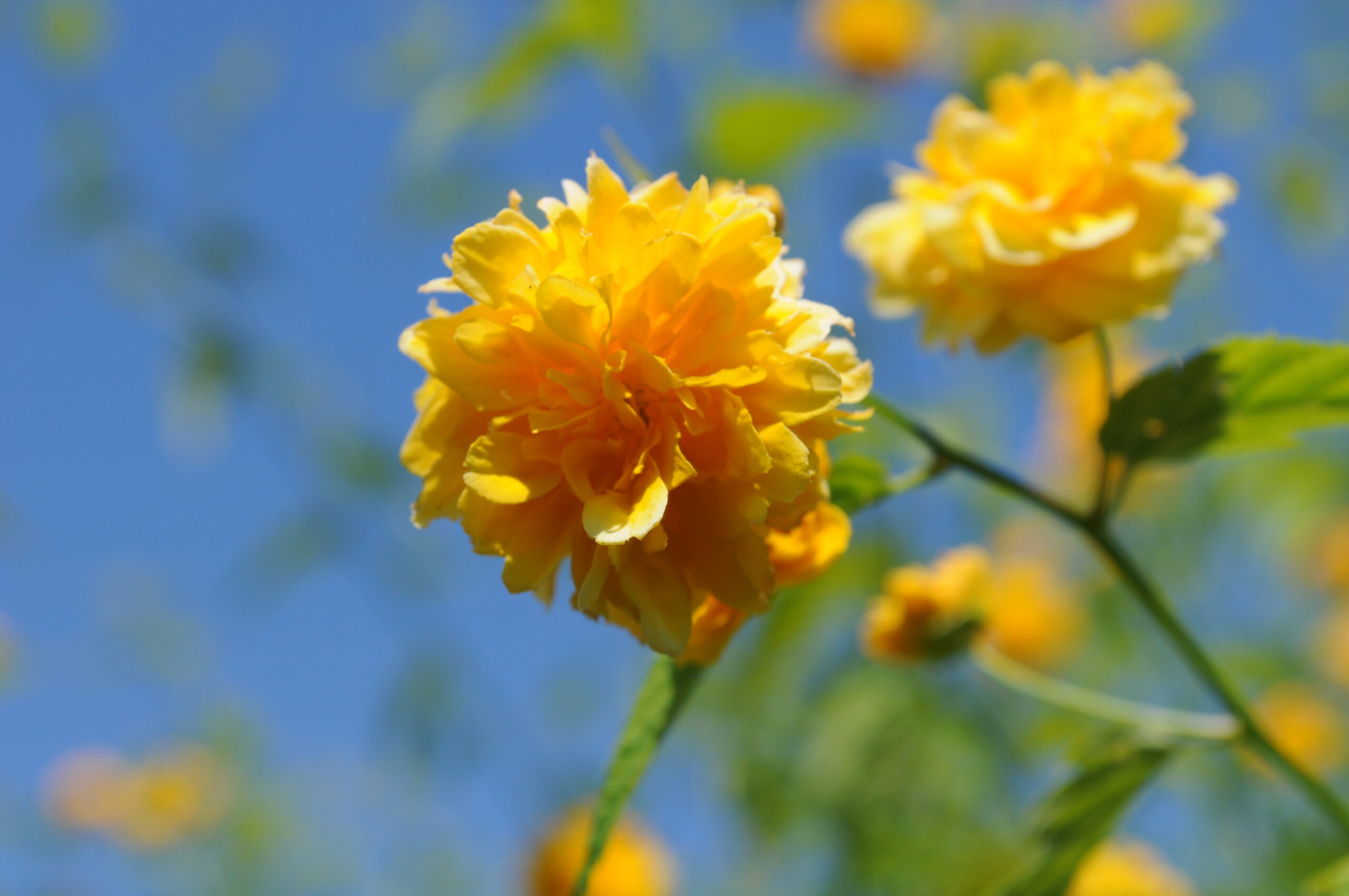 Kerria japonica flower closeup at Hulda Klager Lilac Gardens
