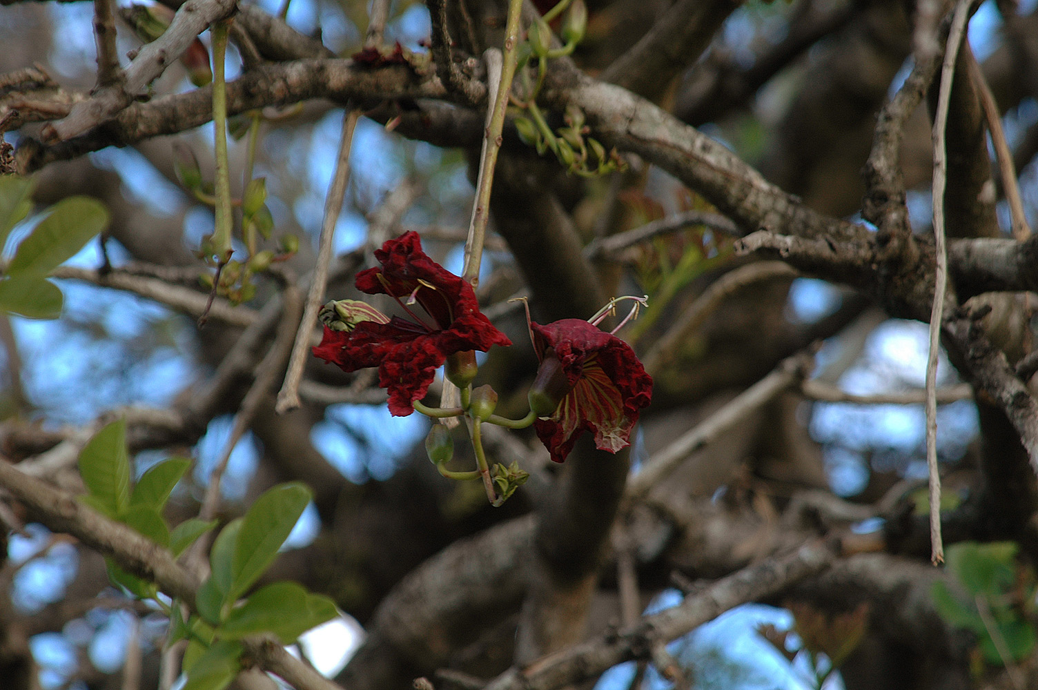 Kigelia africana flower-001